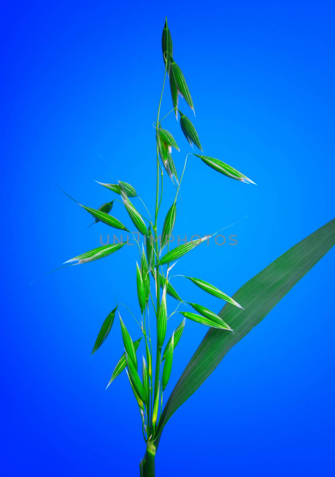 Green panicle of oat, on blue background