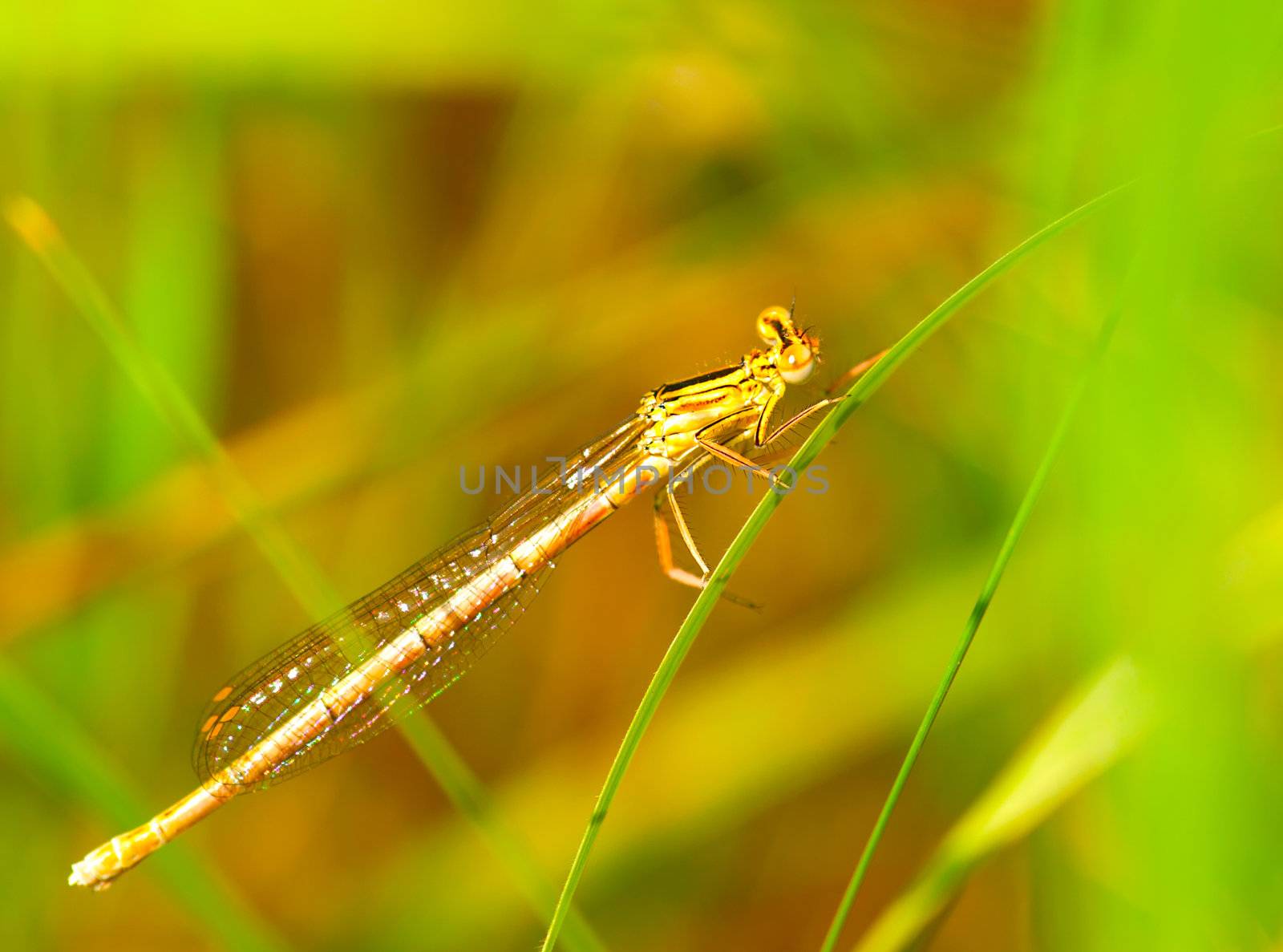 Resting dragonfly