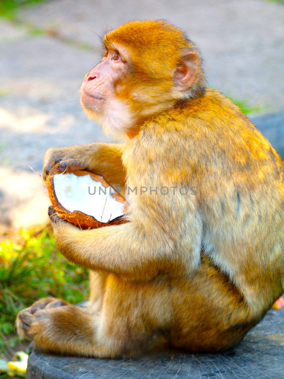 Portrait of macaque