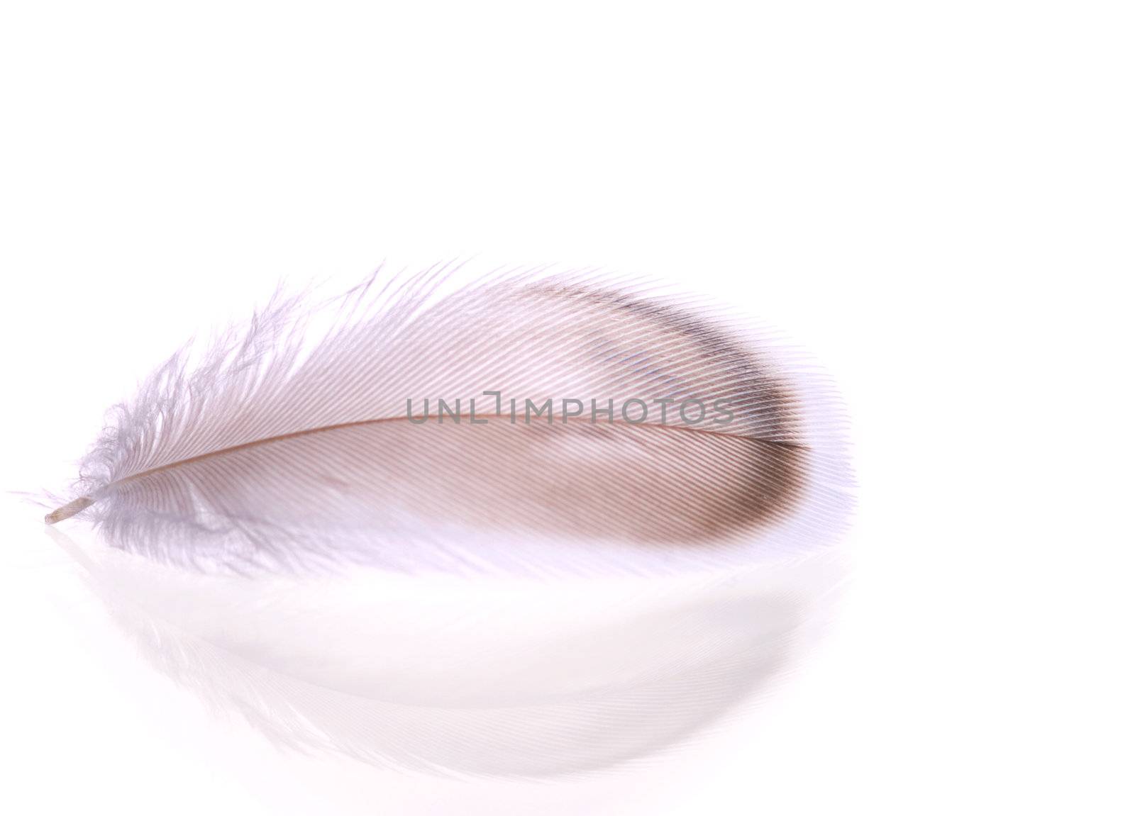 feather isolated on white background 