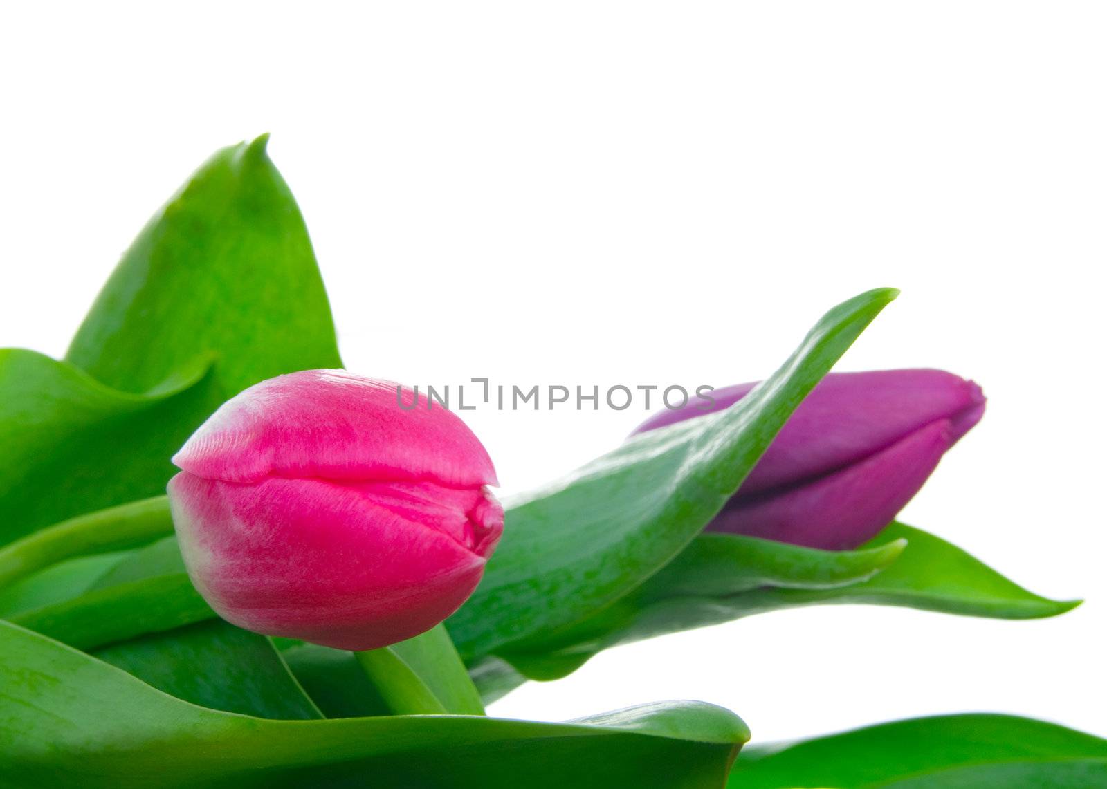 tulips on isolated background 