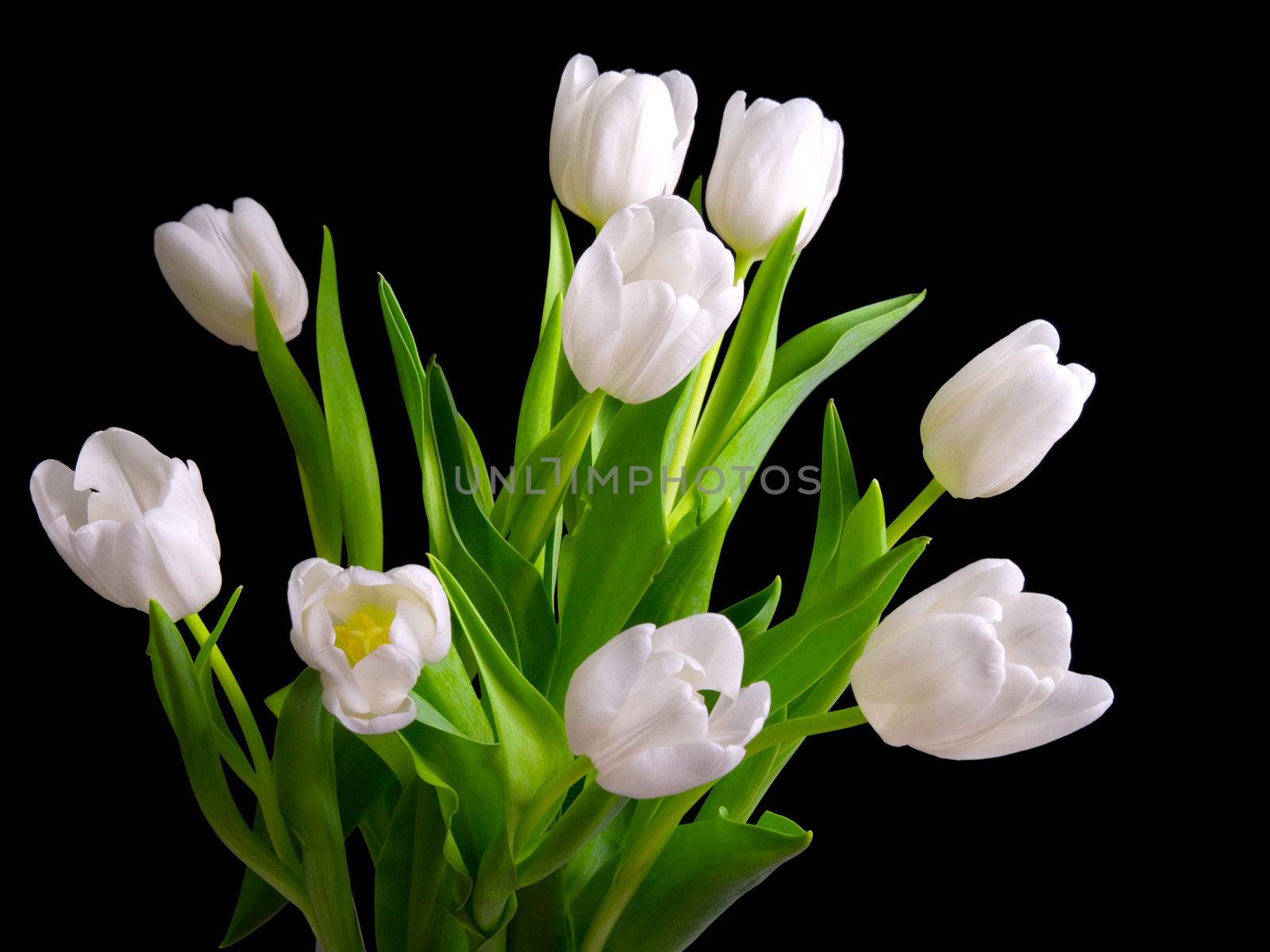 white tulips on black background 