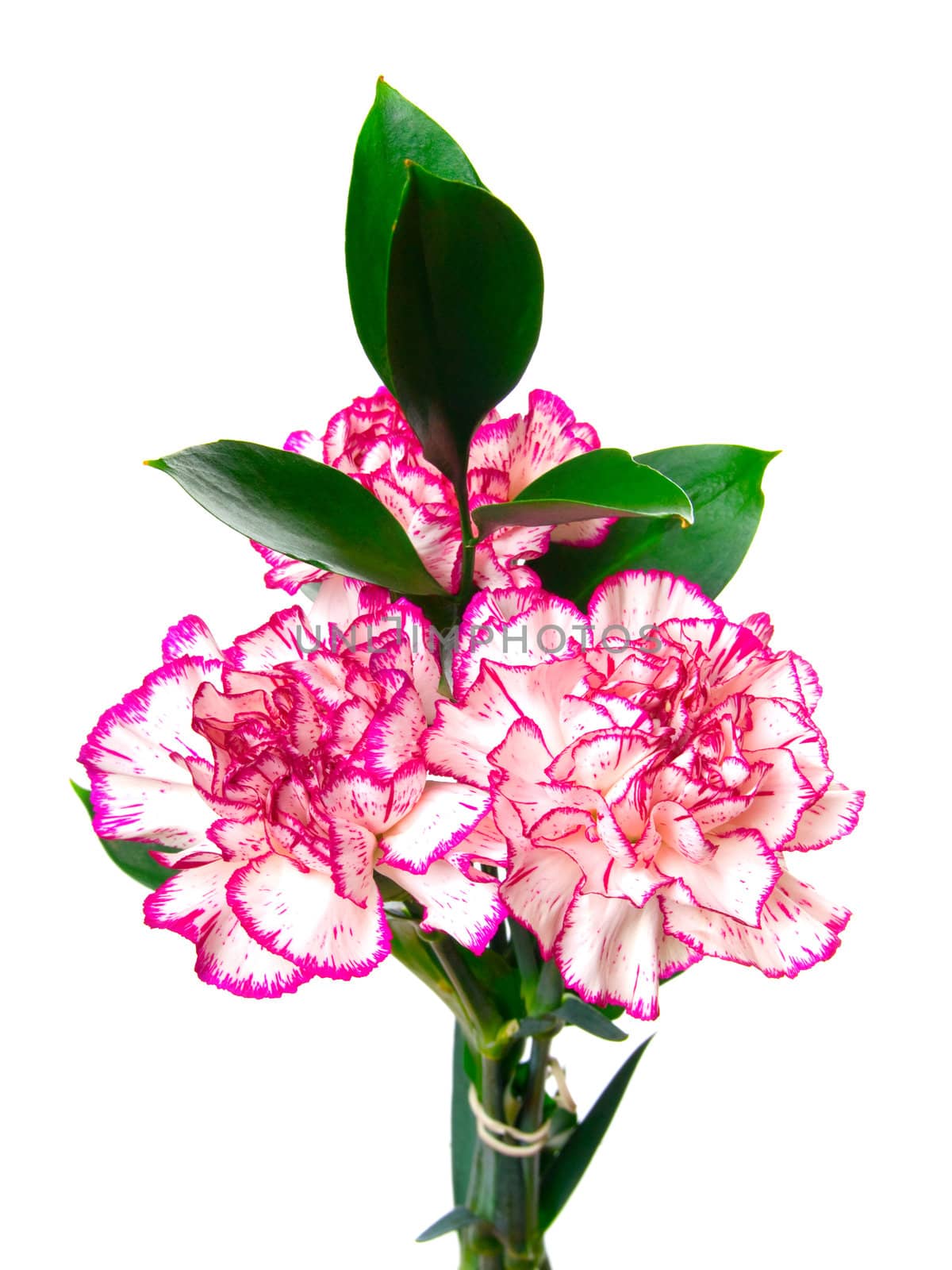 a white pink carnation by motorolka