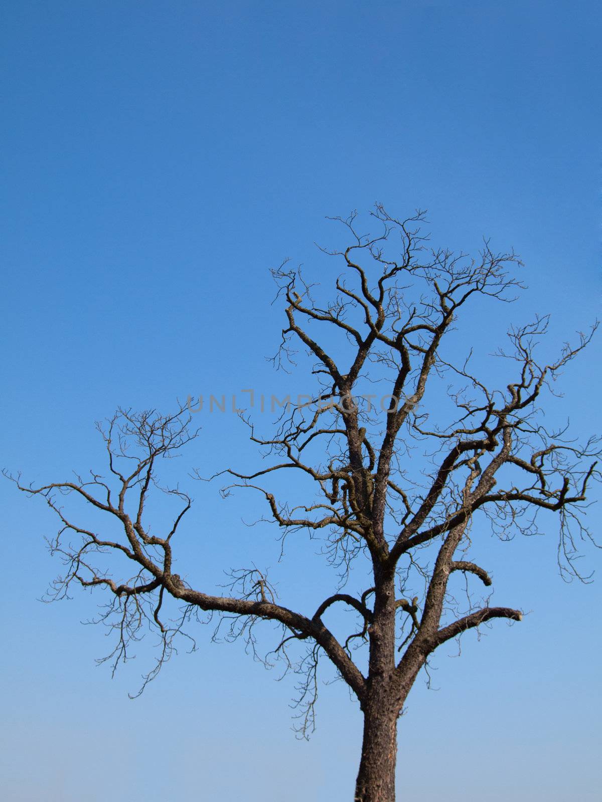 tree silhouette on blue sky by motorolka