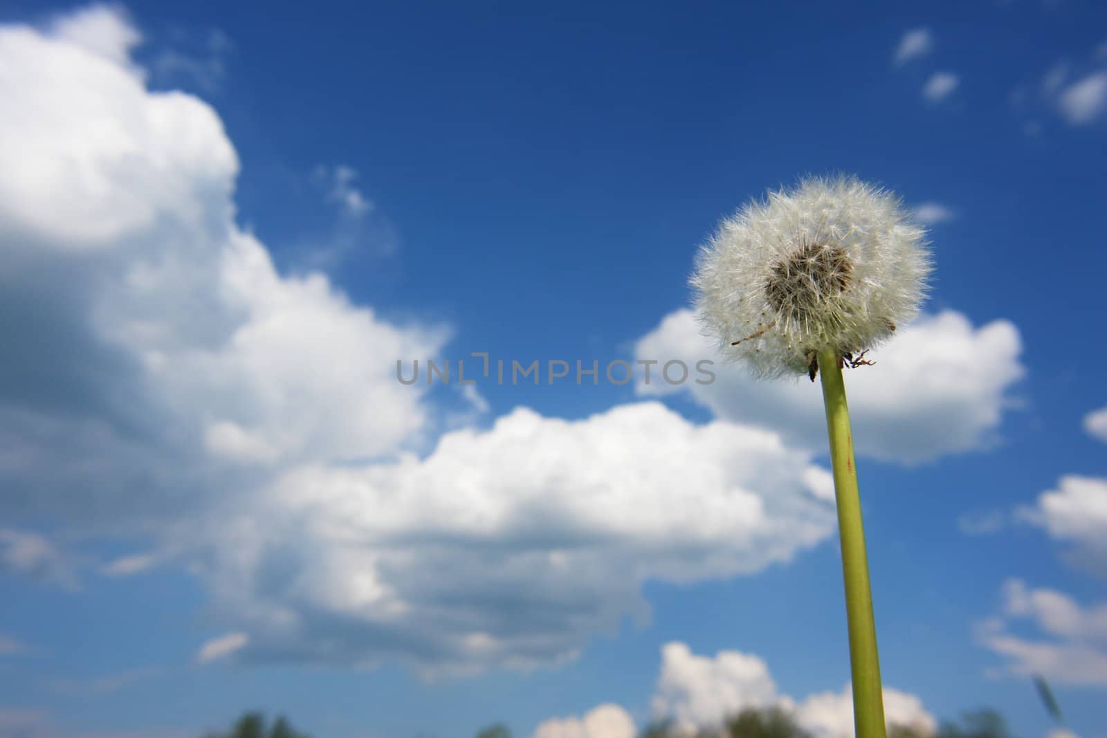 blowball dandelion clock at springtime in the wind