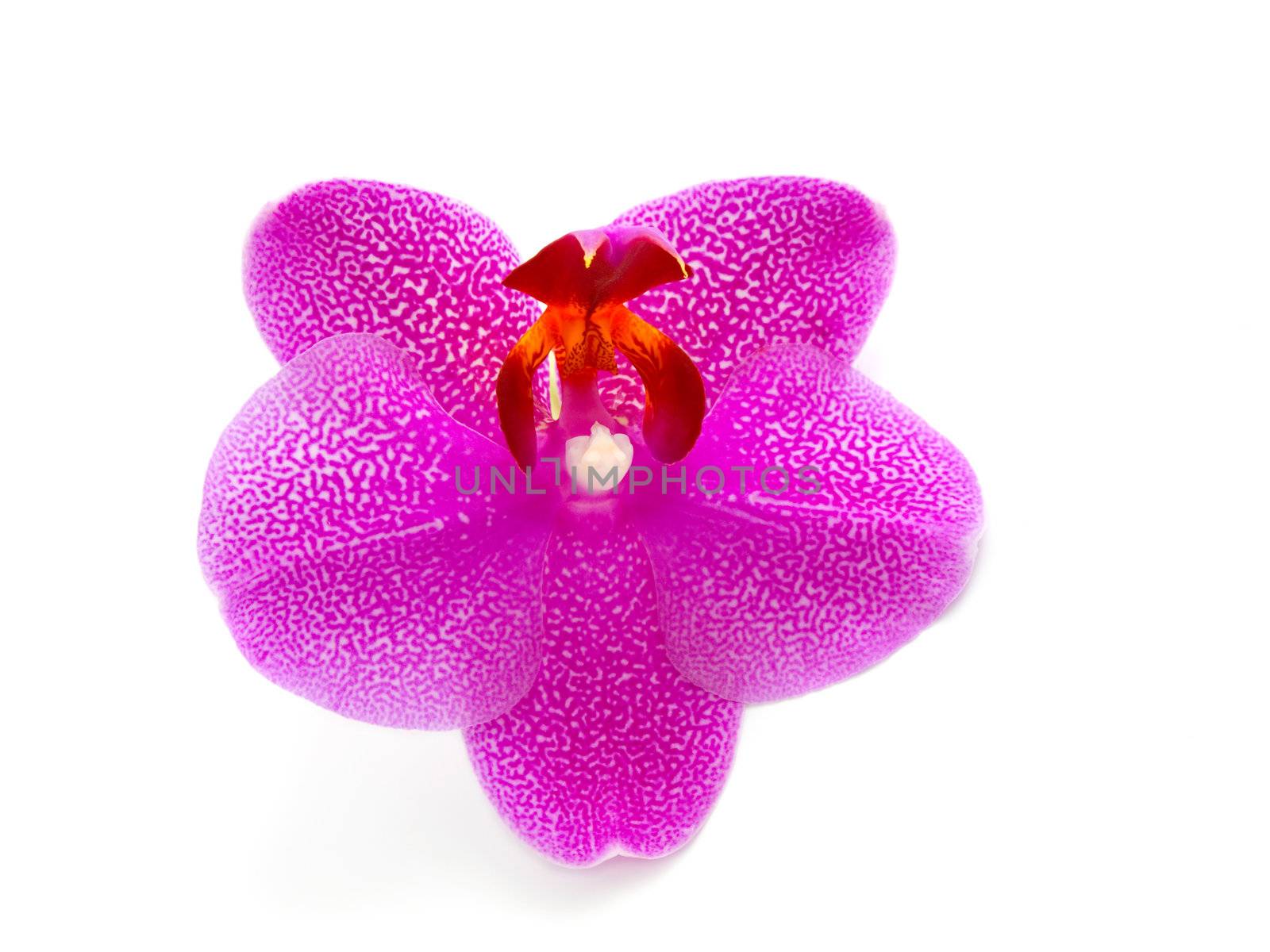 orchid