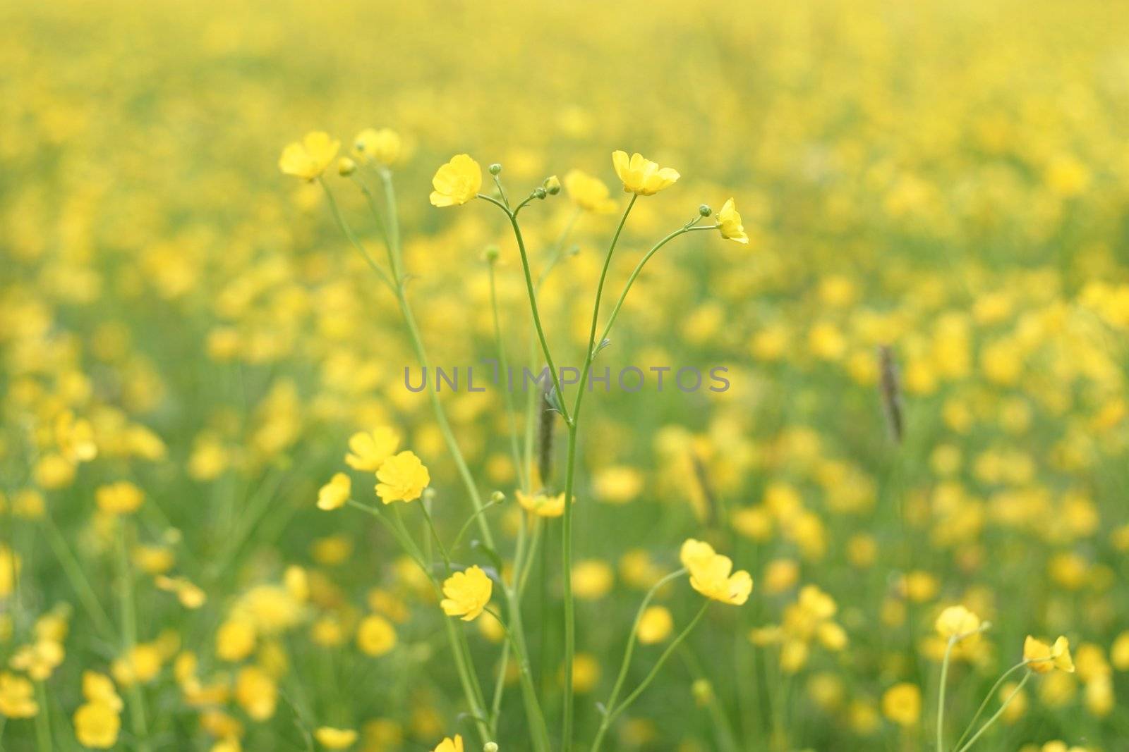 Spring flowers in the field on a sunny day