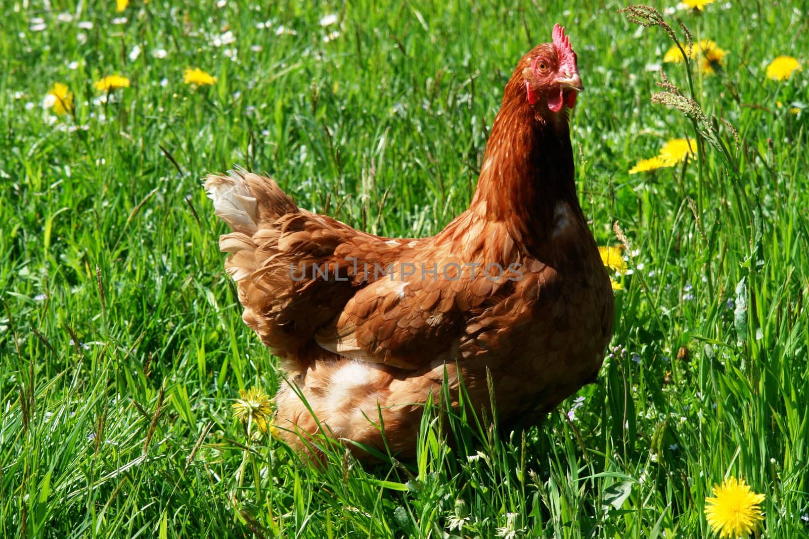 Hen outside in the meadow at spring