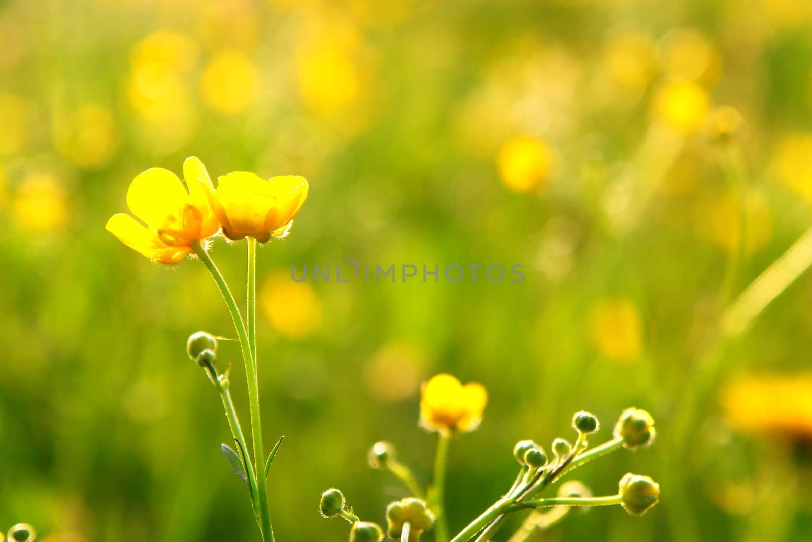 Spring Flowers by yucas