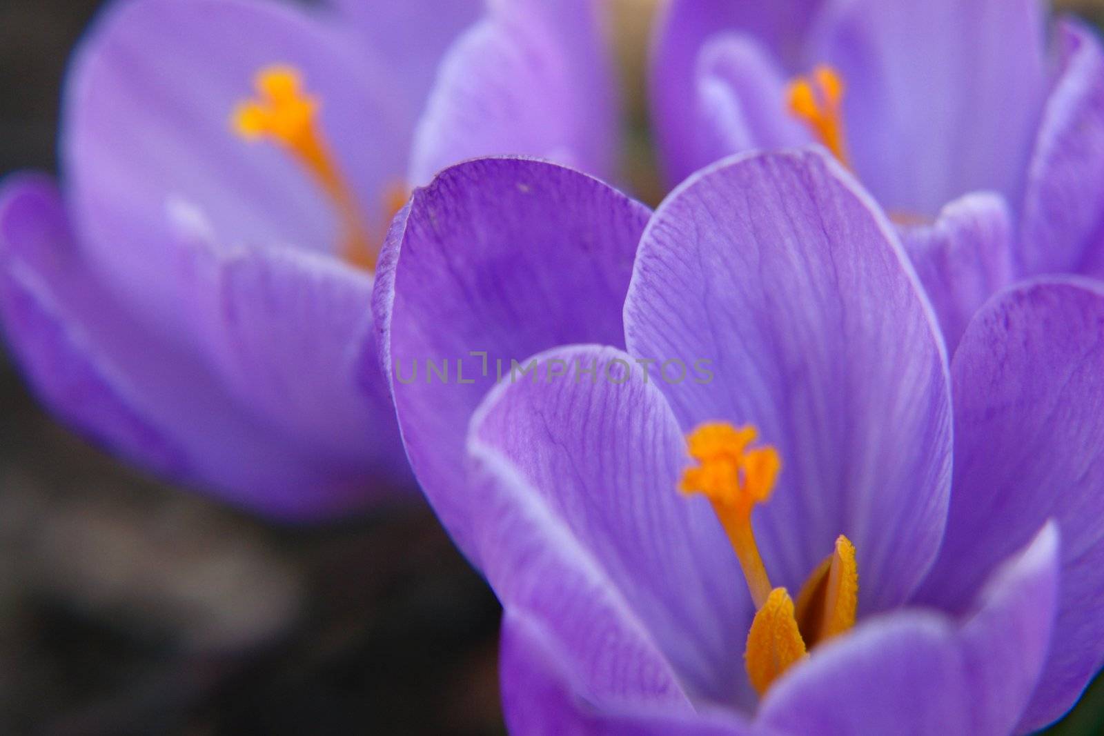 Crocus by yucas