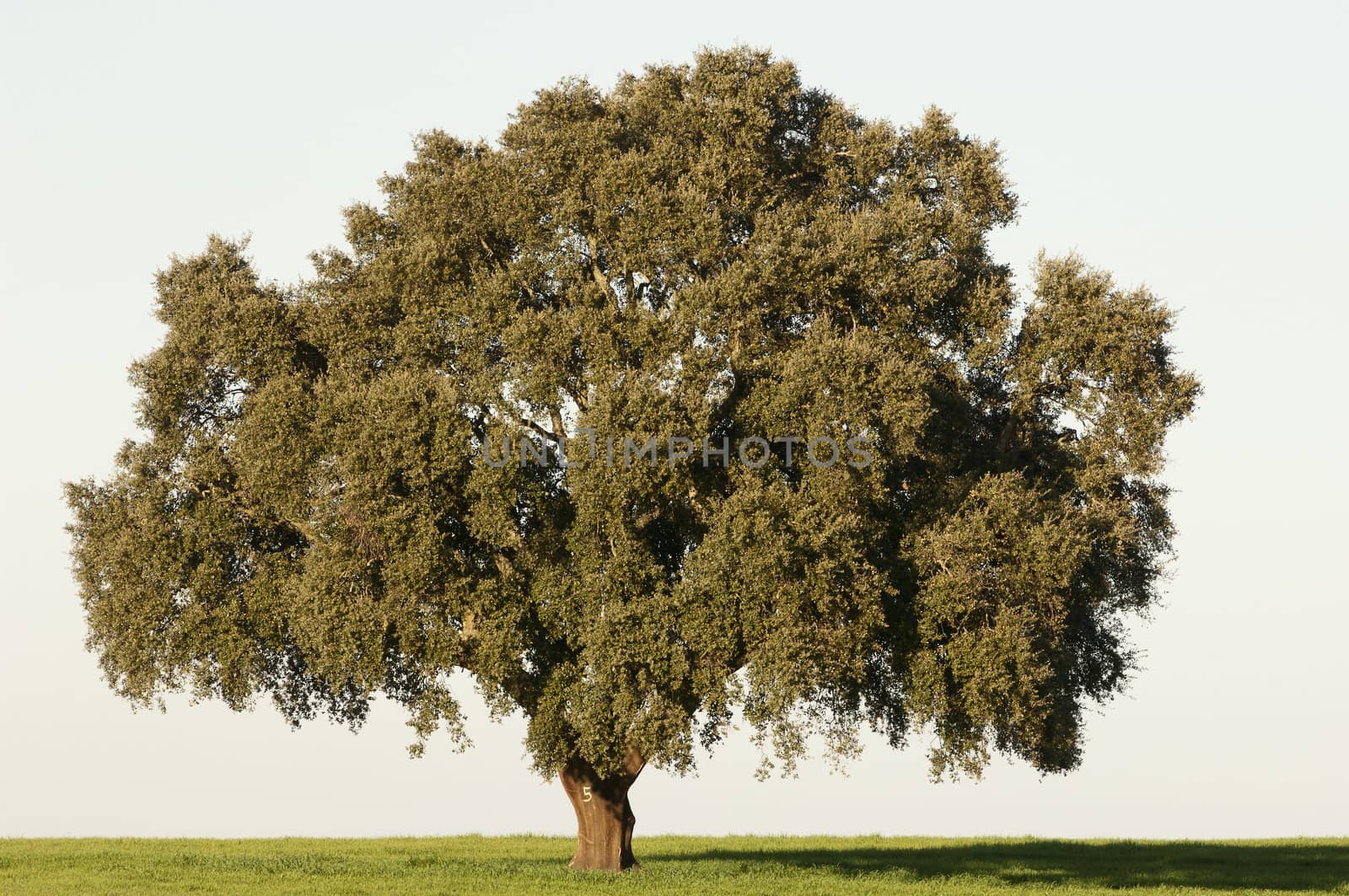 Cork tree by mrfotos