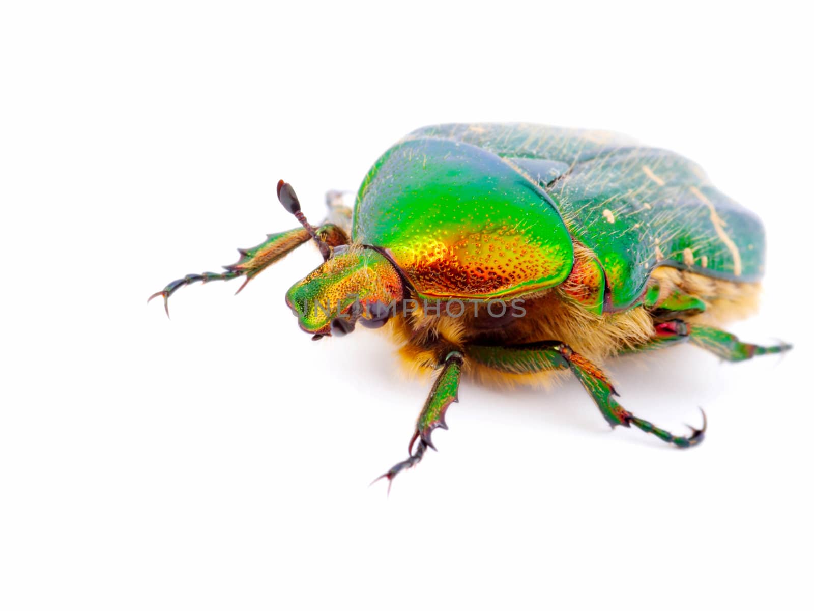 cockchafer