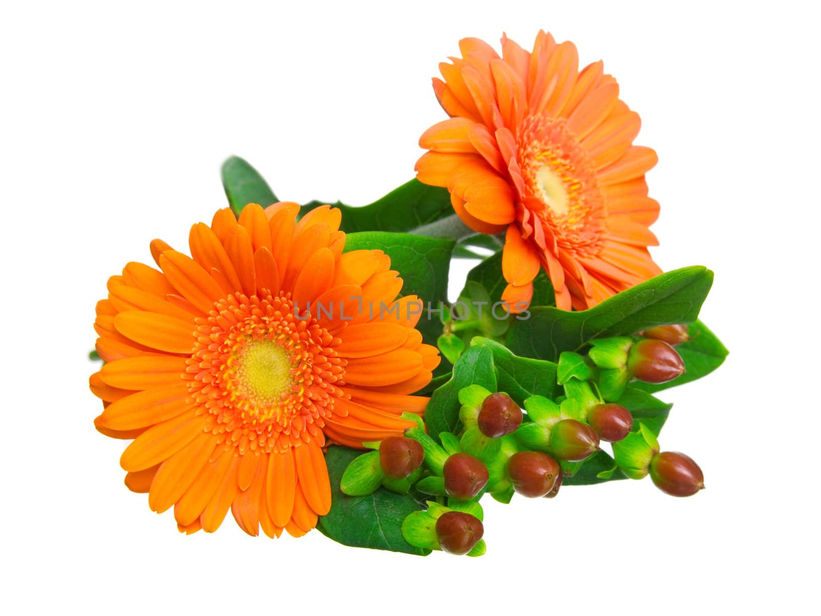 two gerber daisy isolated on white background 