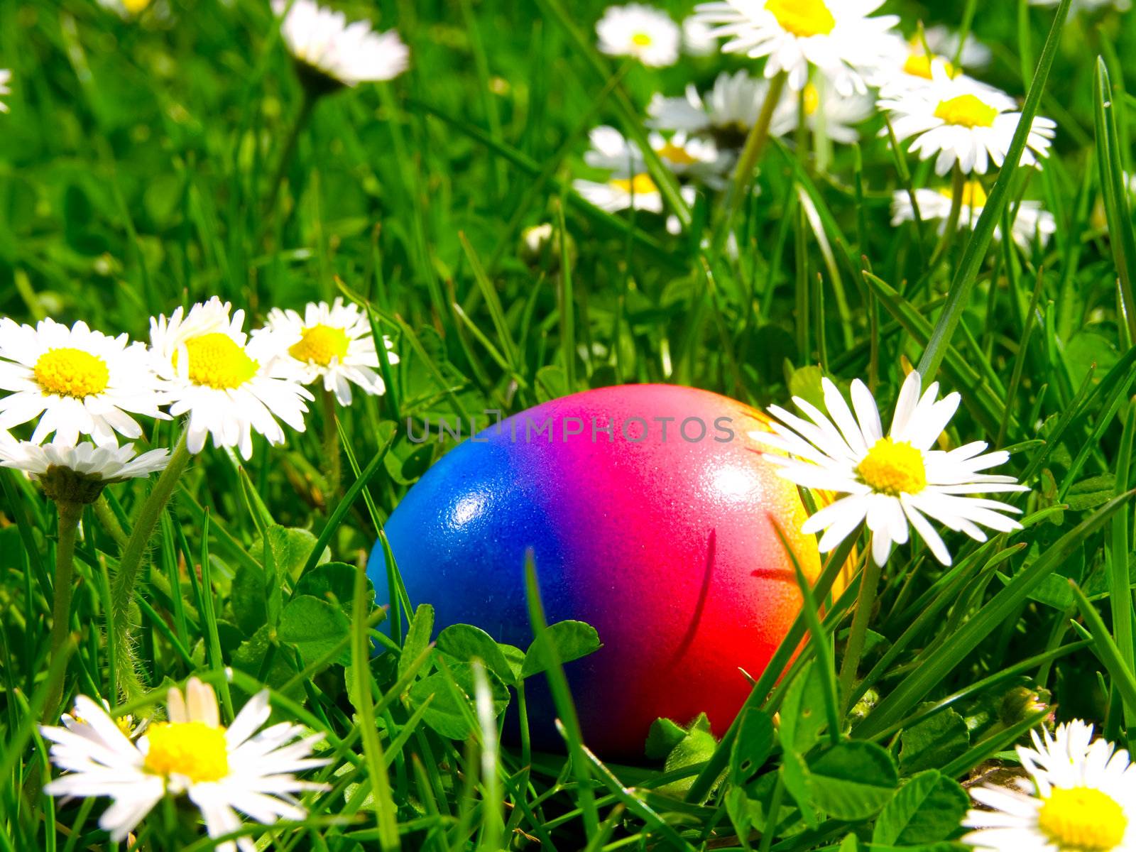 Colorful Easter egg on camomile field  