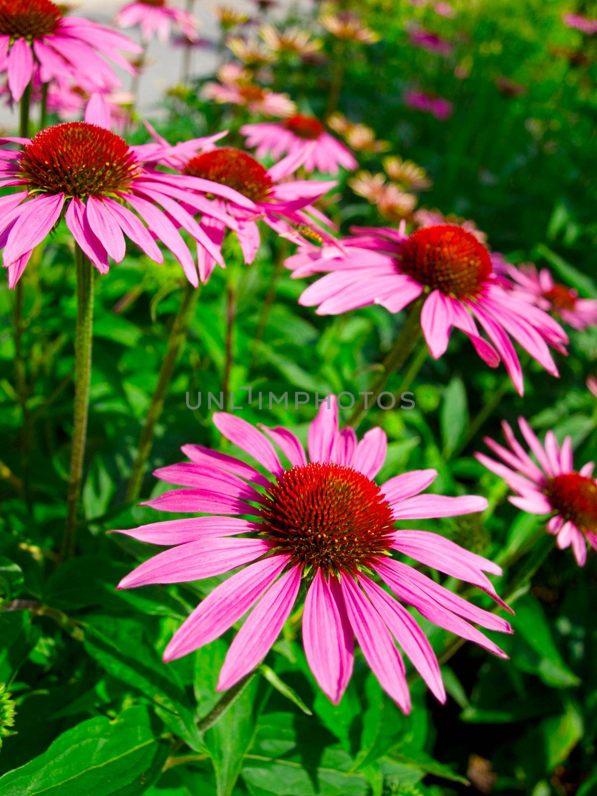 flowers in green field