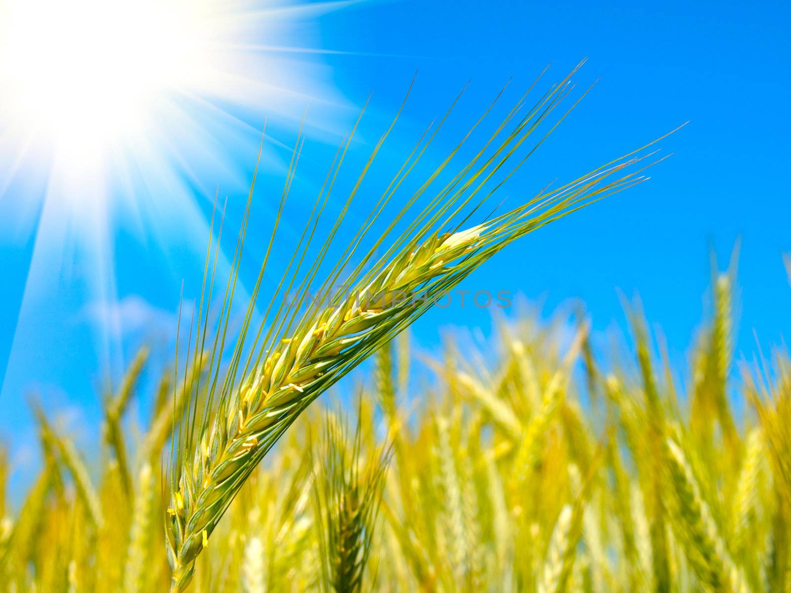 wheat harvest on blue sky with sun