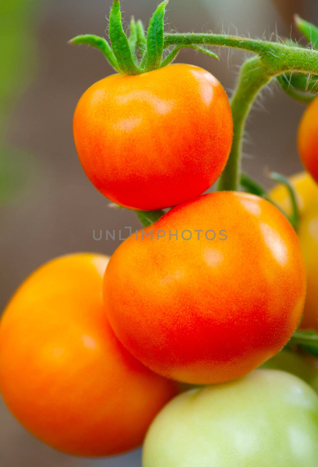 growth tomato by motorolka
