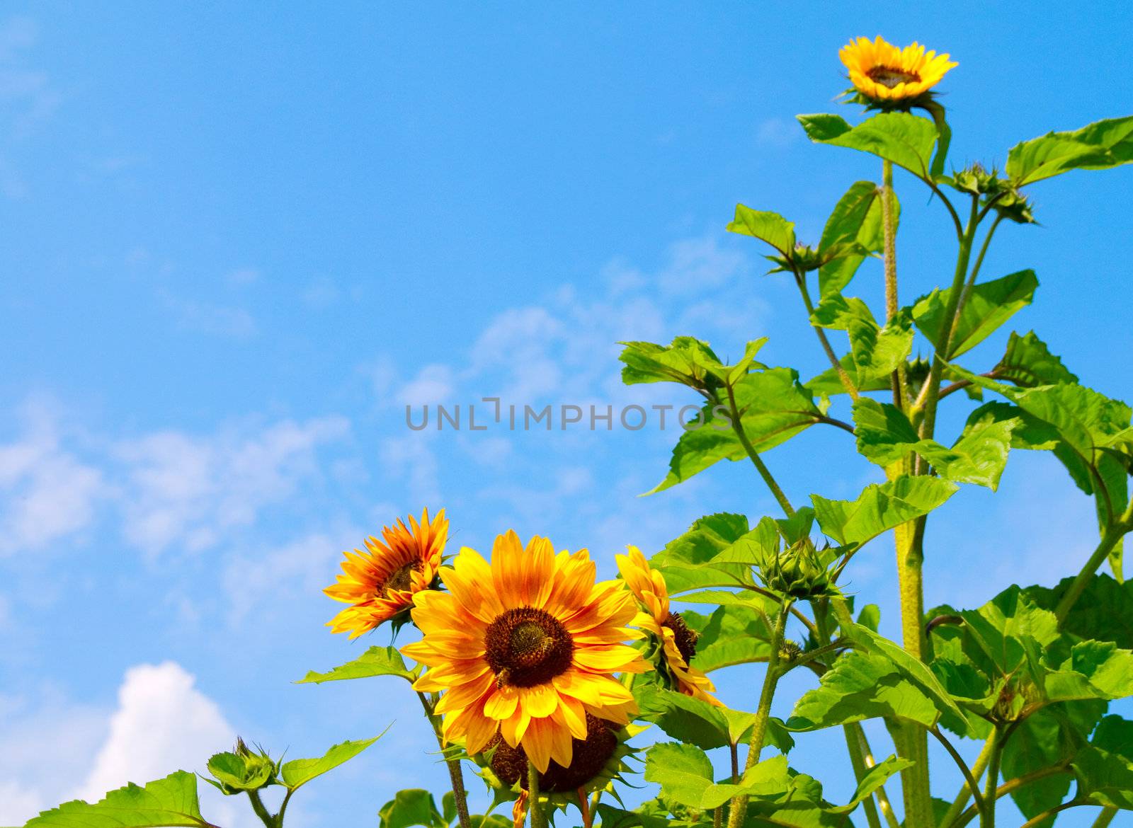 blooming sunflowers on blue sky