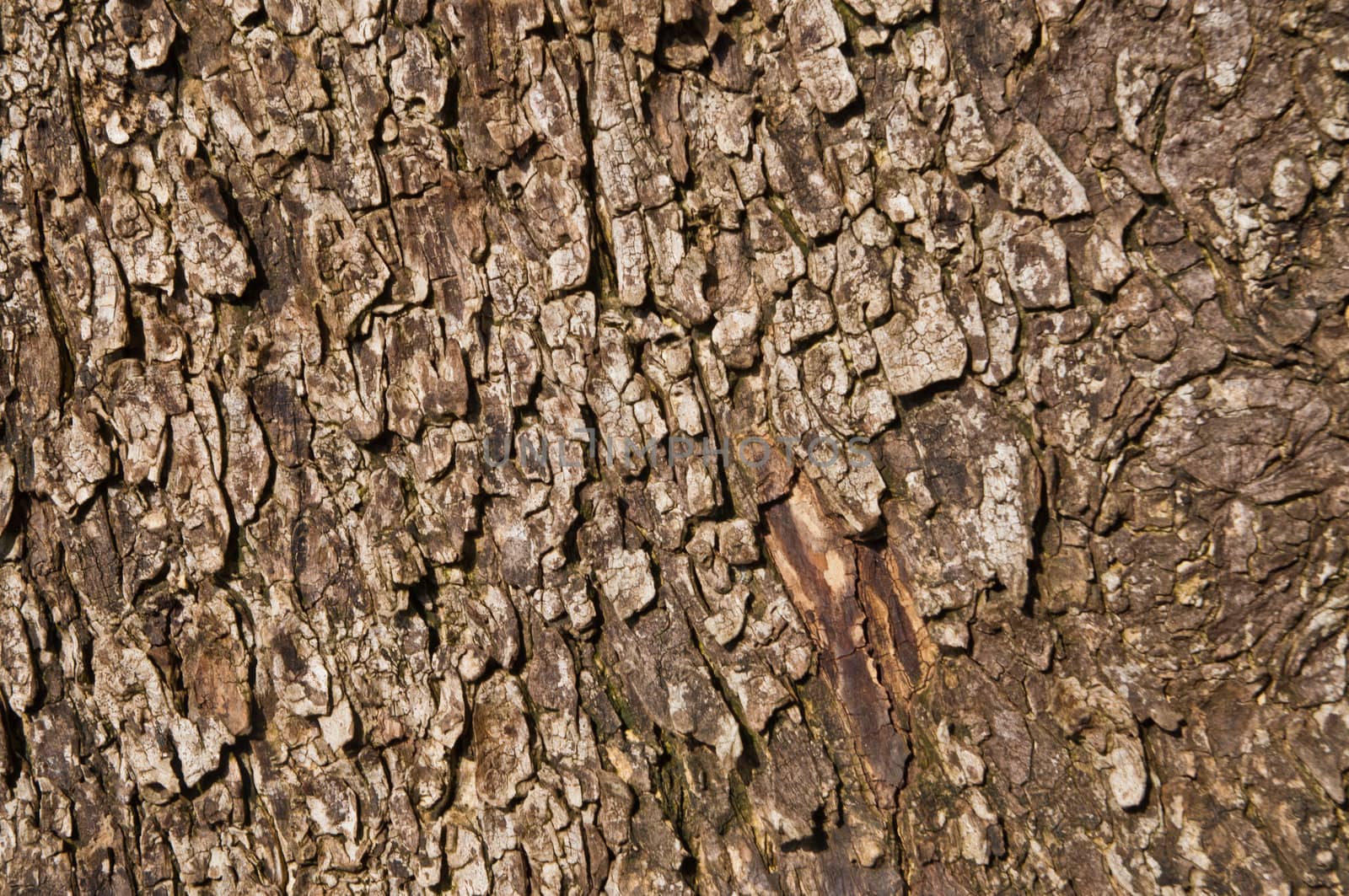 This is a texture of bark in day light