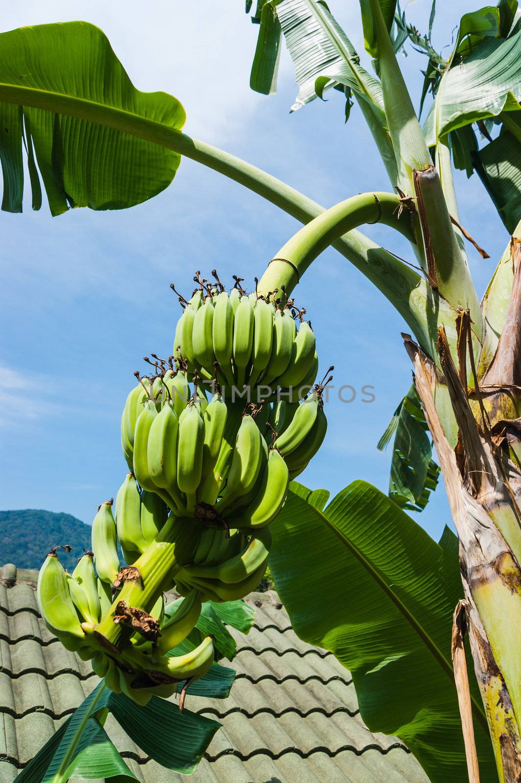 Unripe bananas on a branch in Thailand