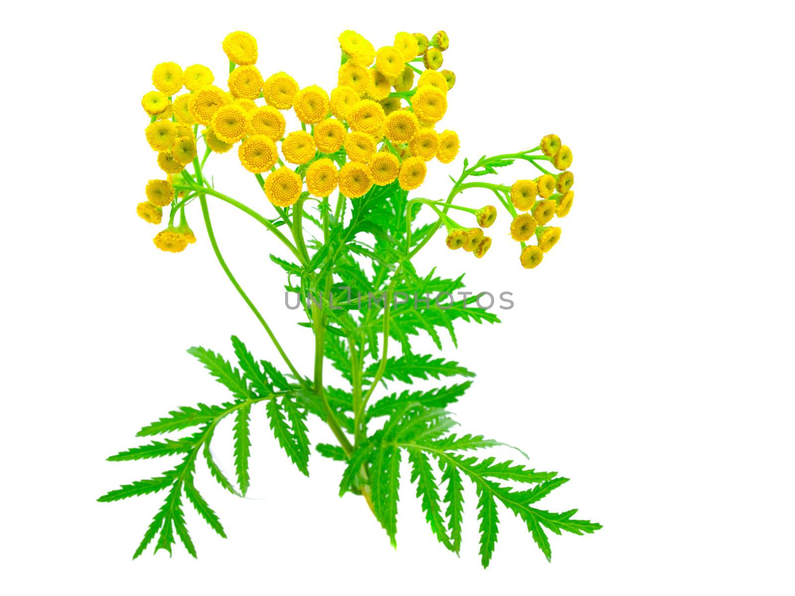 flowers of tansy isolated on a white background.  Tanacйtum