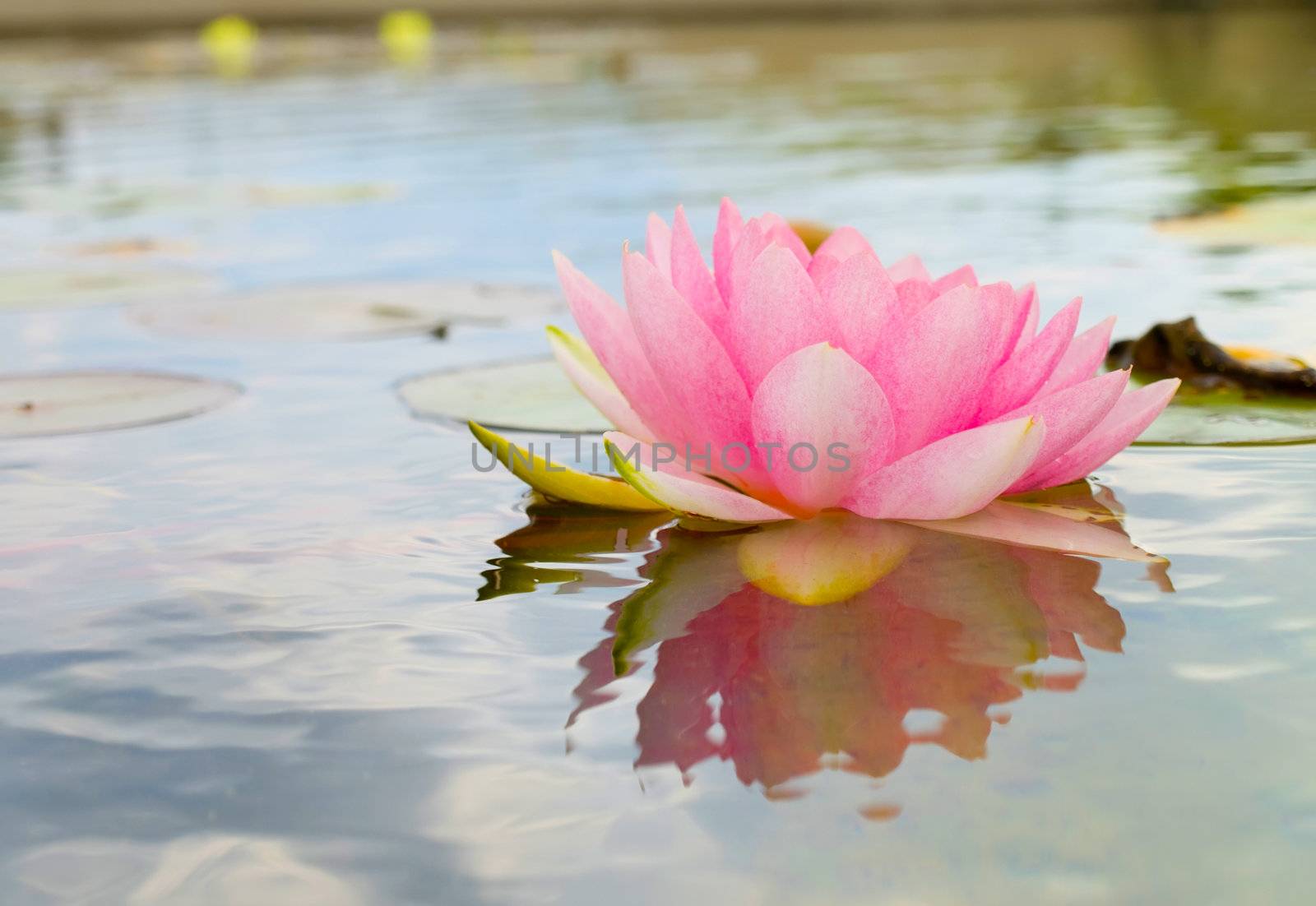 summer lake with water-lily 