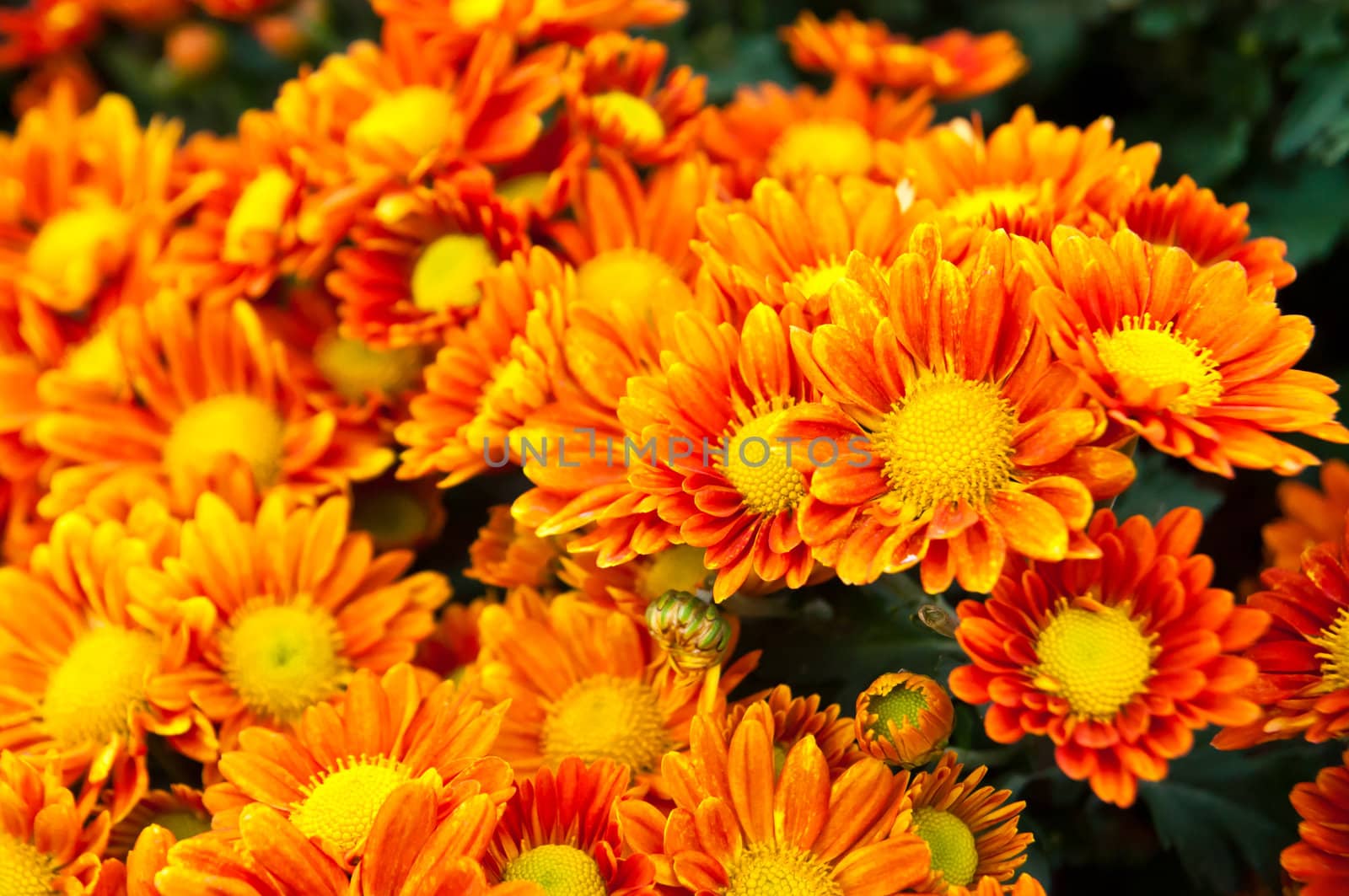 This is a flowers call name is Chrysanthemum