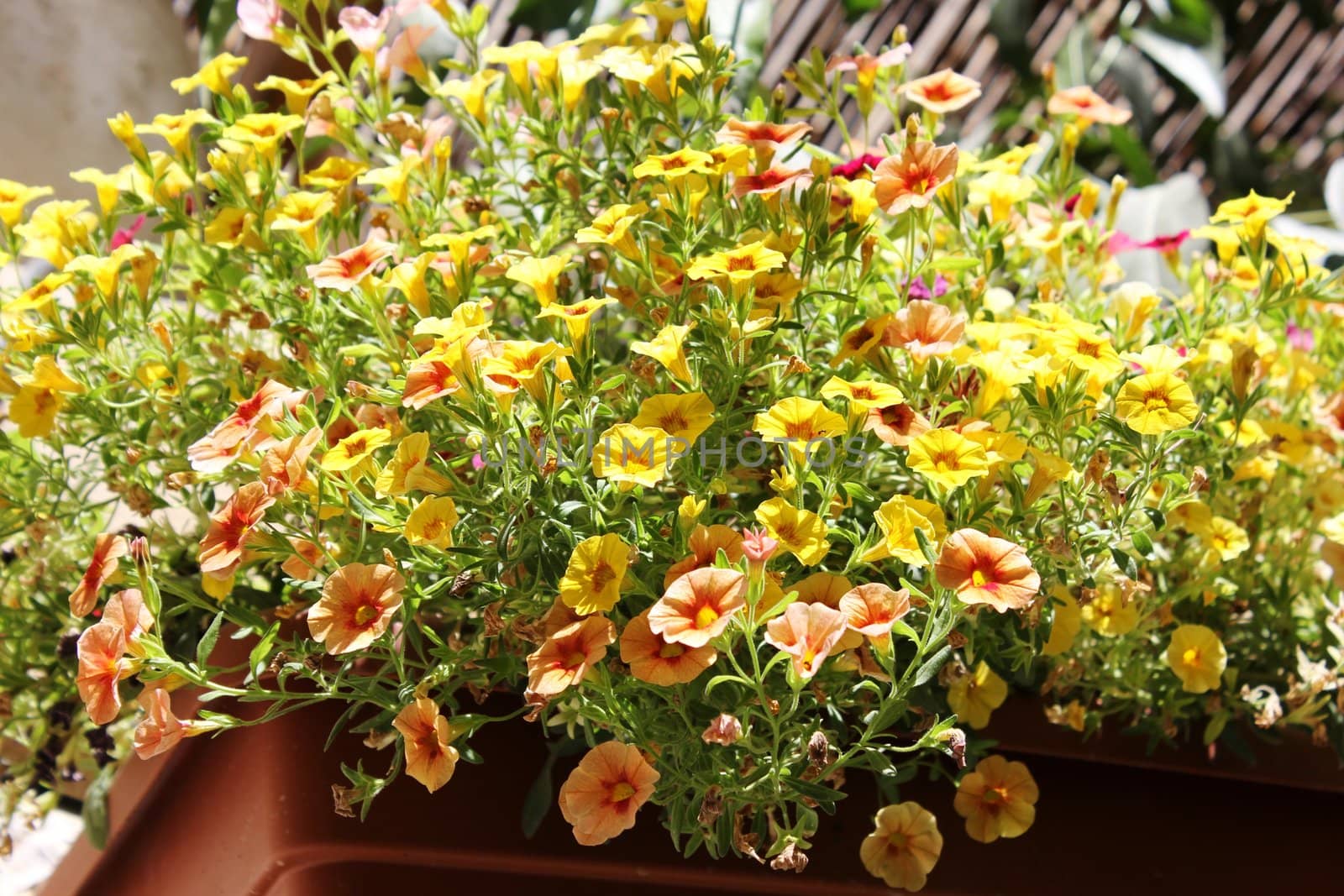 bright summer flowers on the balcony