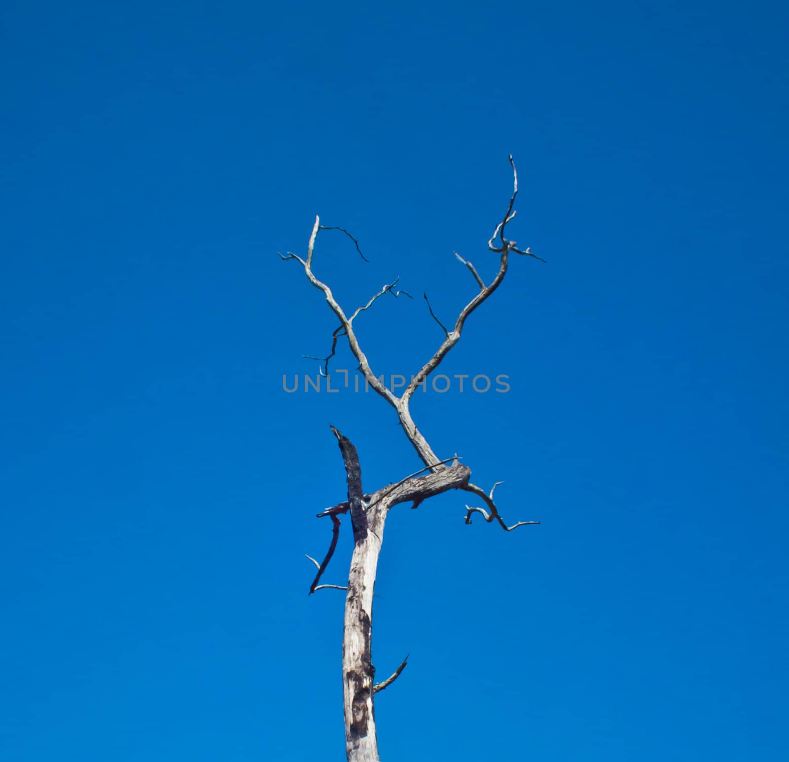 this is a die tree on blue sky background