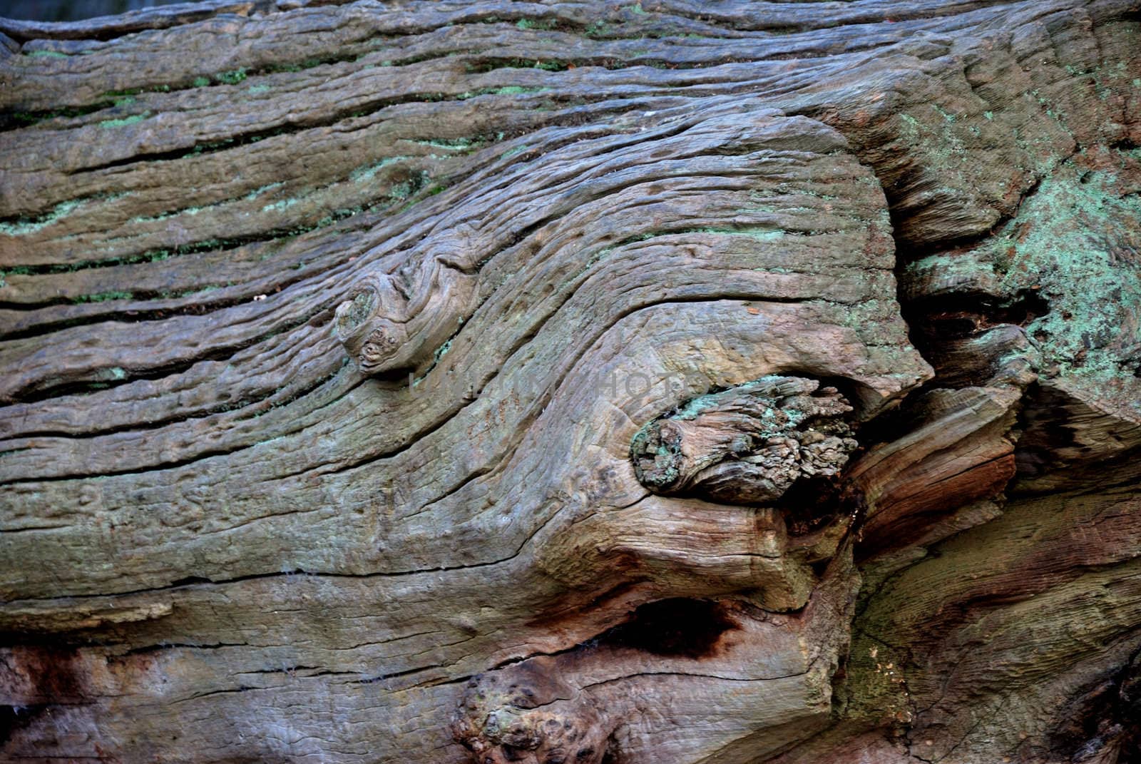 old tree bark