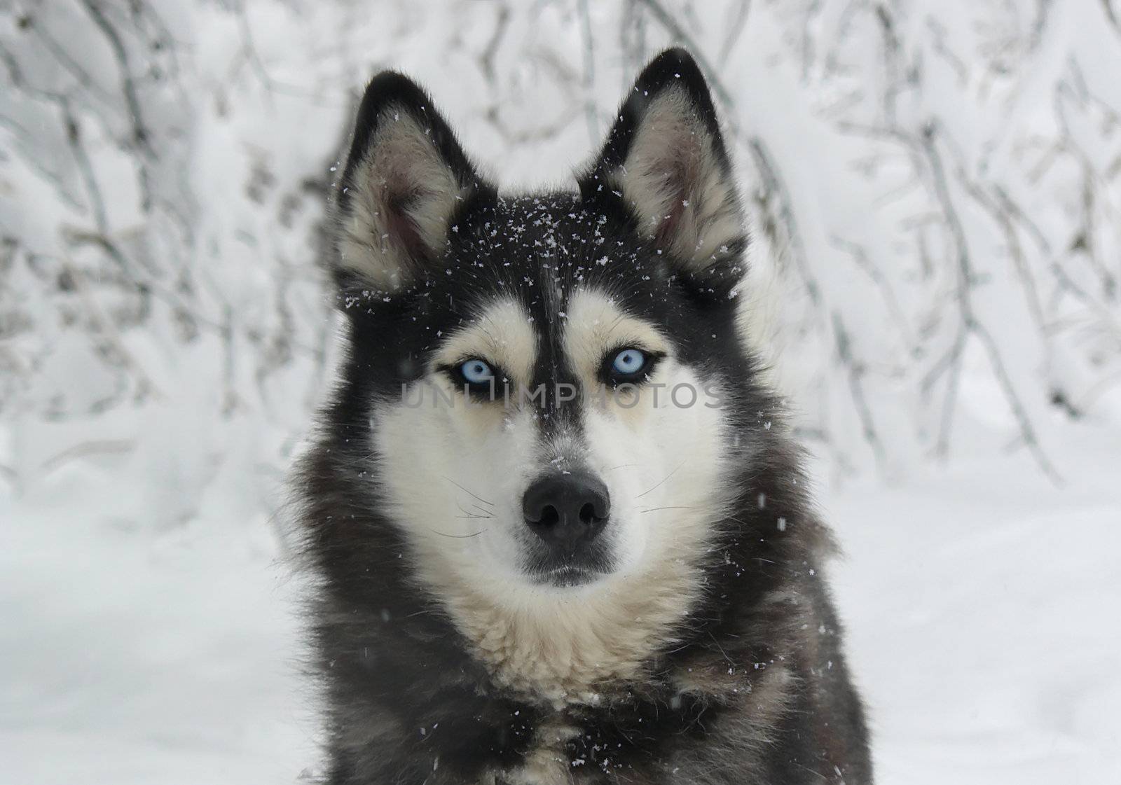 dog in the snow - Siberian Husky with blue eyes