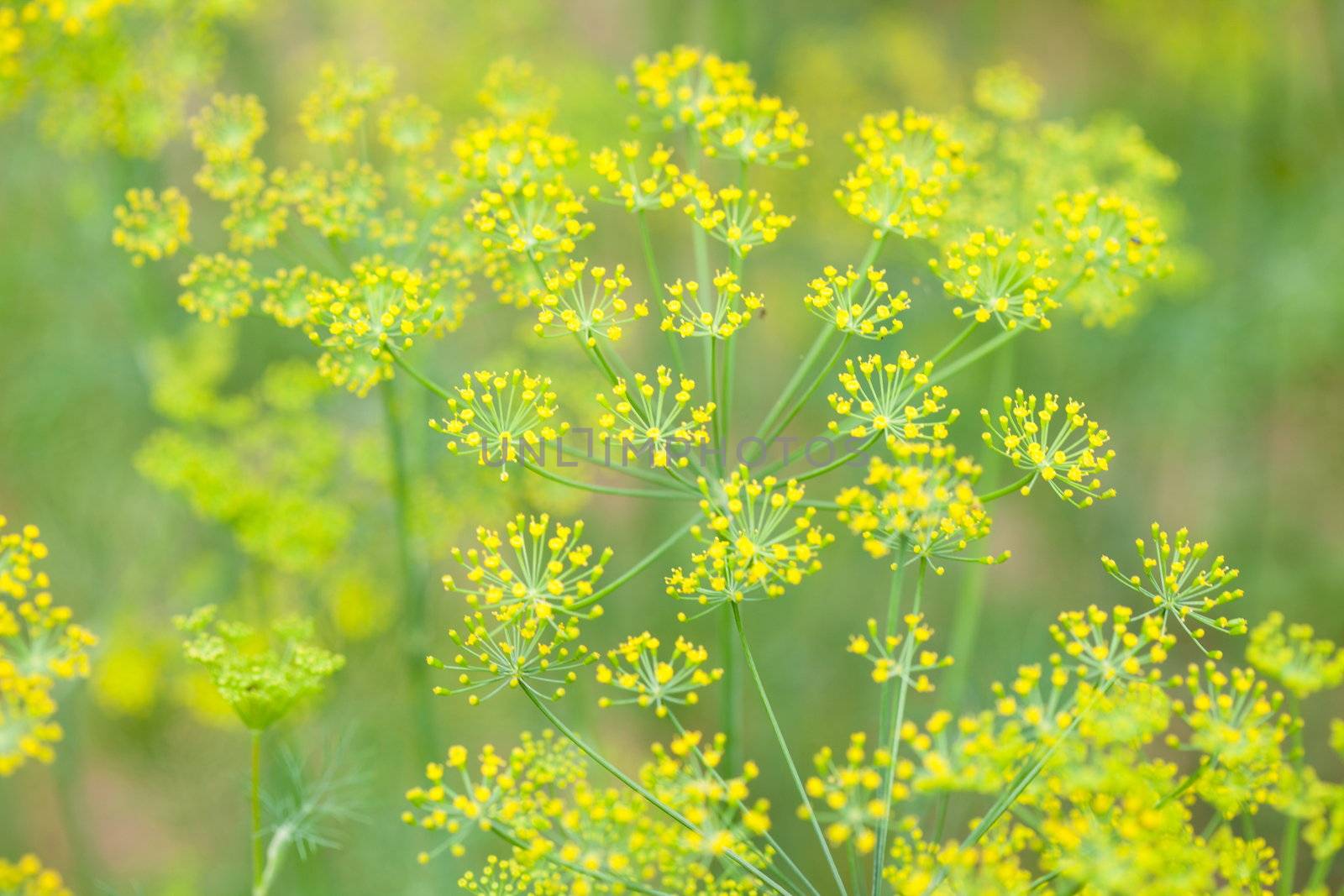 flowers of dill