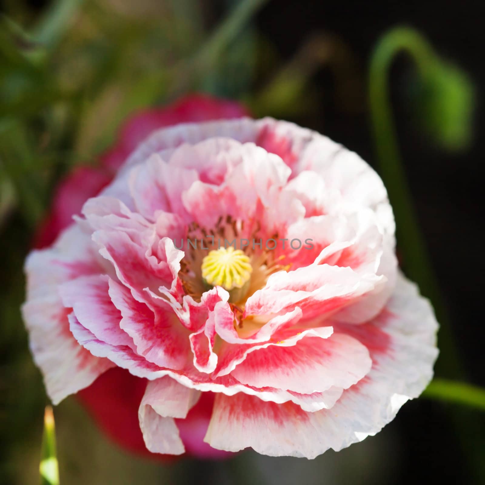 poppy flower by shebeko