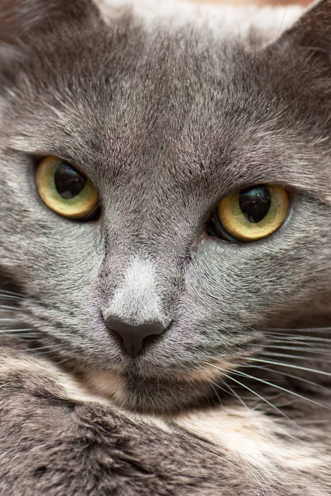 Closeup view of calm cat face