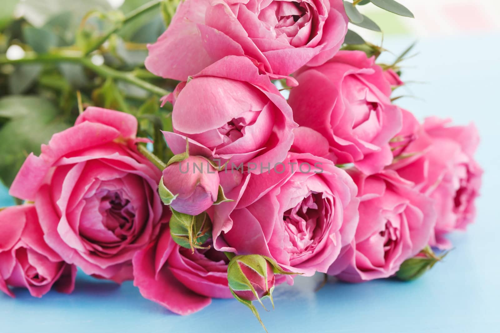 pink roses