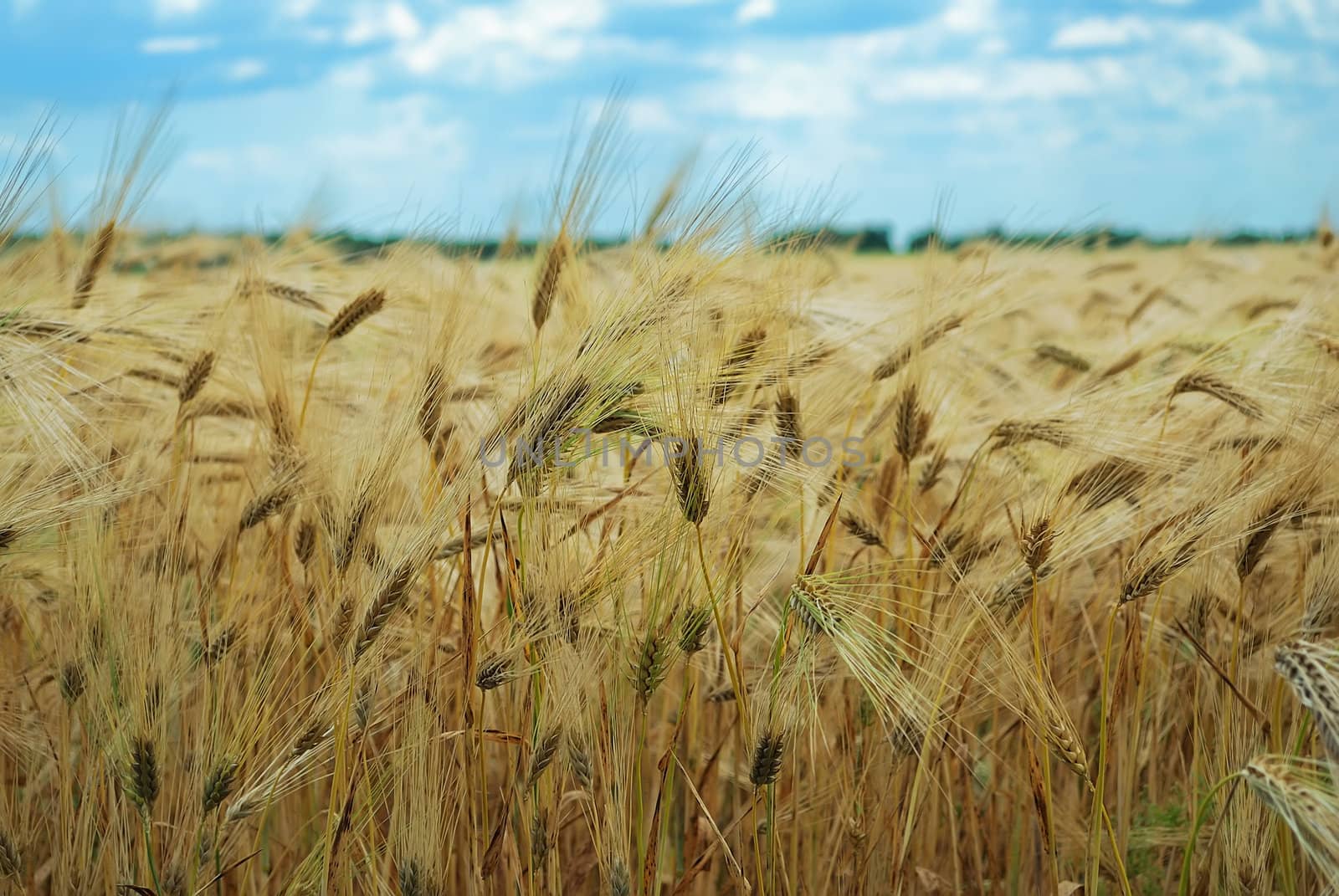 spikelets of wheat against the blue sky