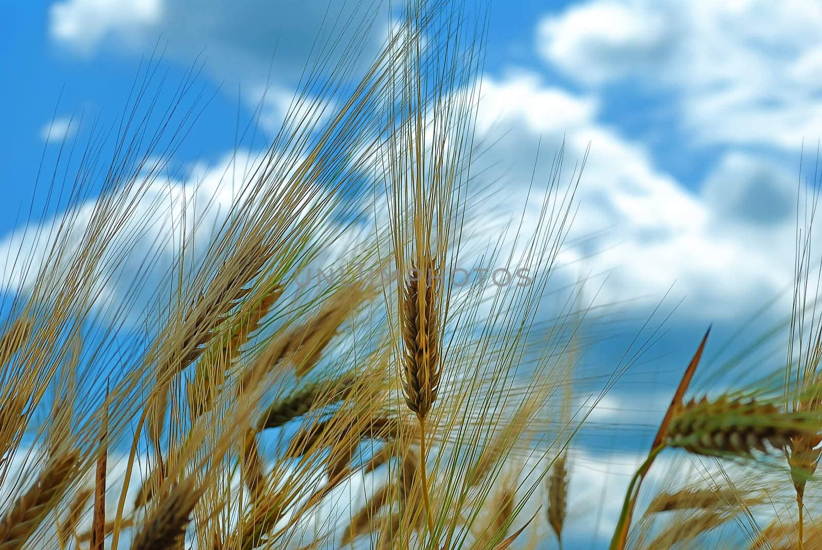 spikelets of wheat against the blue sky