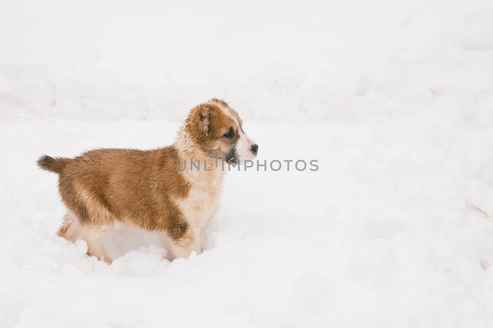 A white and brown central asian puppy walking in snow
