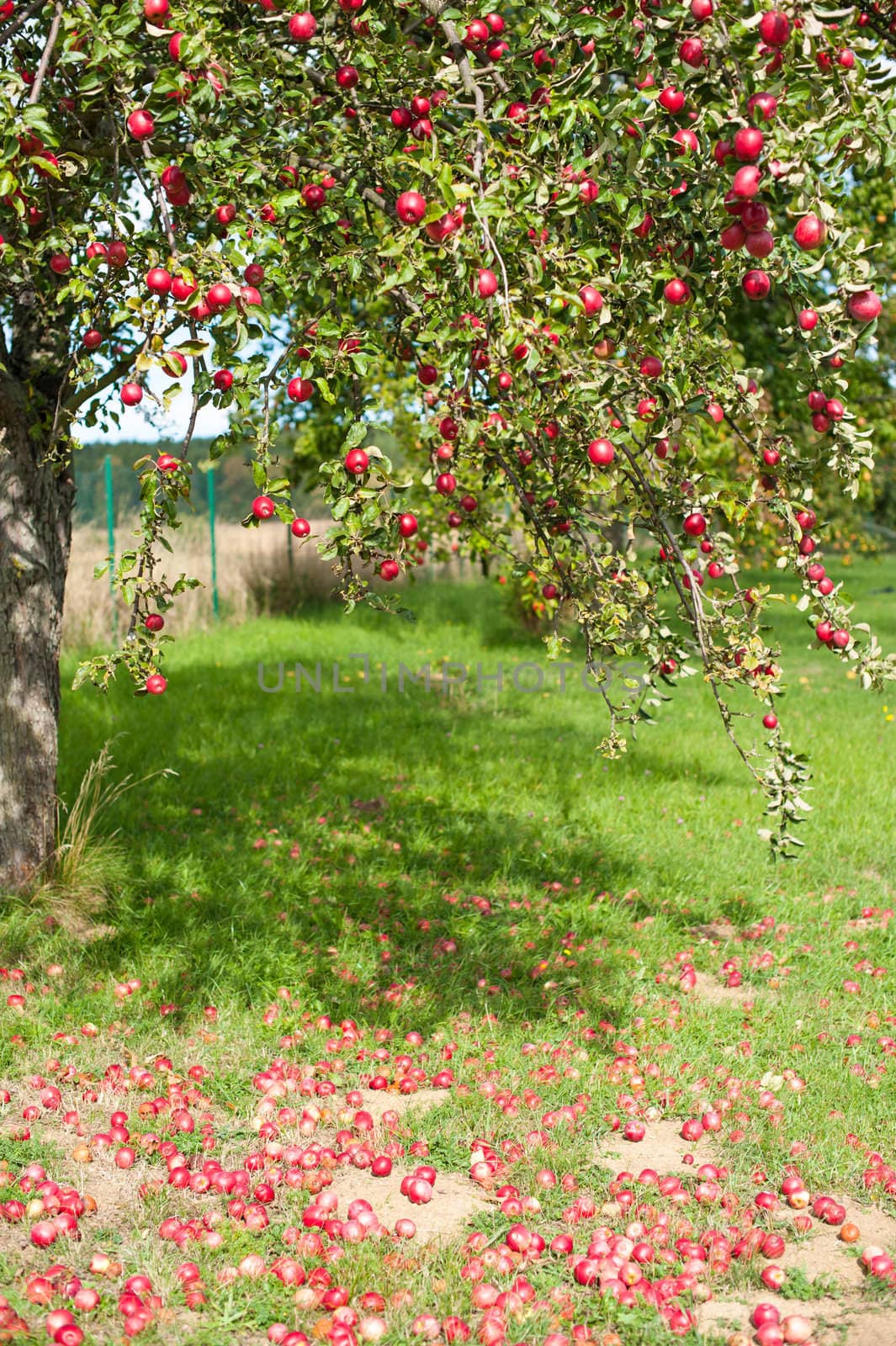 Branches of an apple tree are full of red ripe apples. Many of the fruits are lying under the tree already.