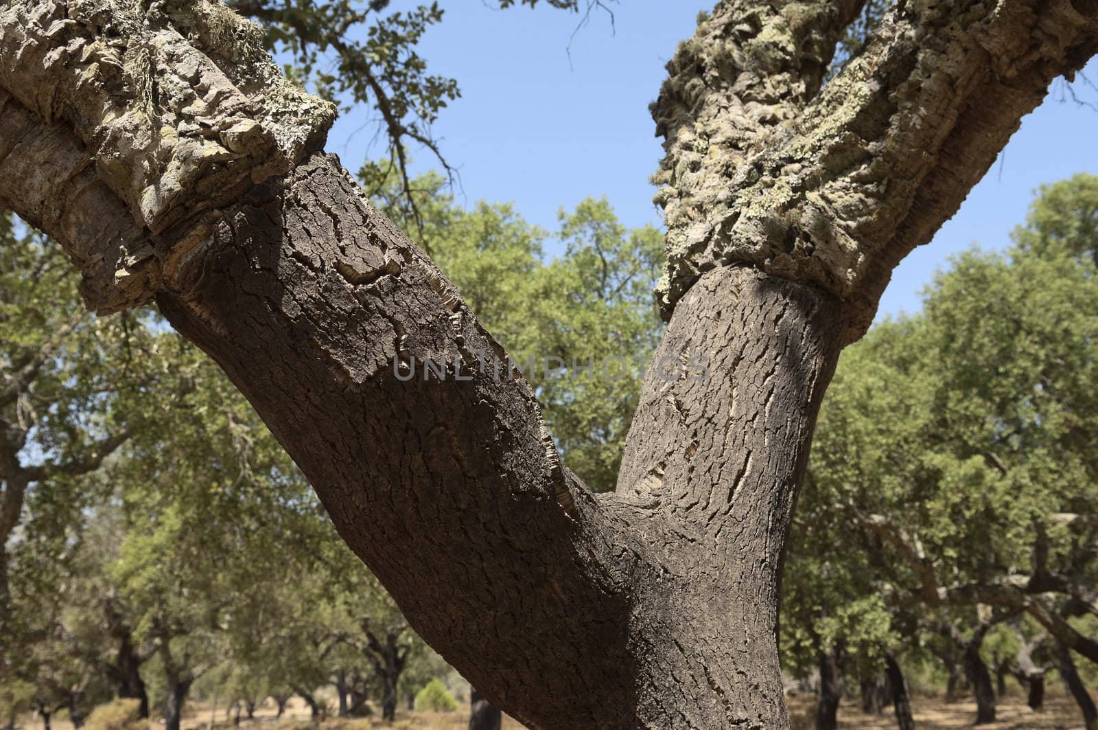 Cork trees by mrfotos