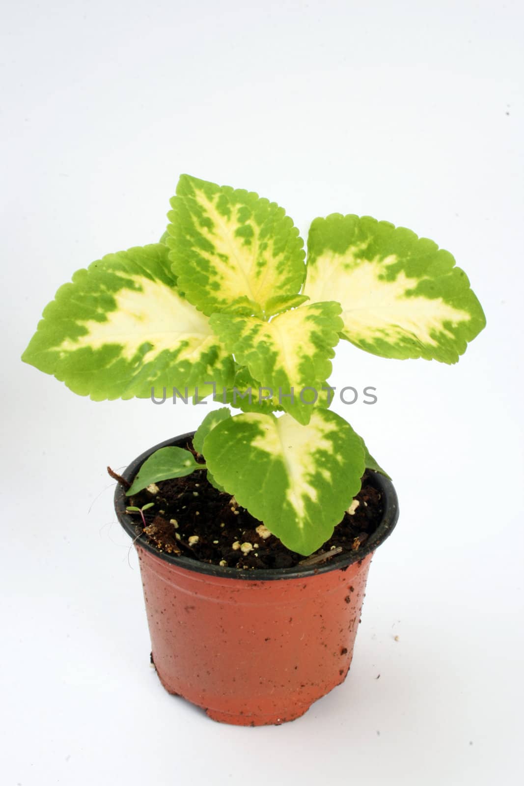 nursery flowers in a pot