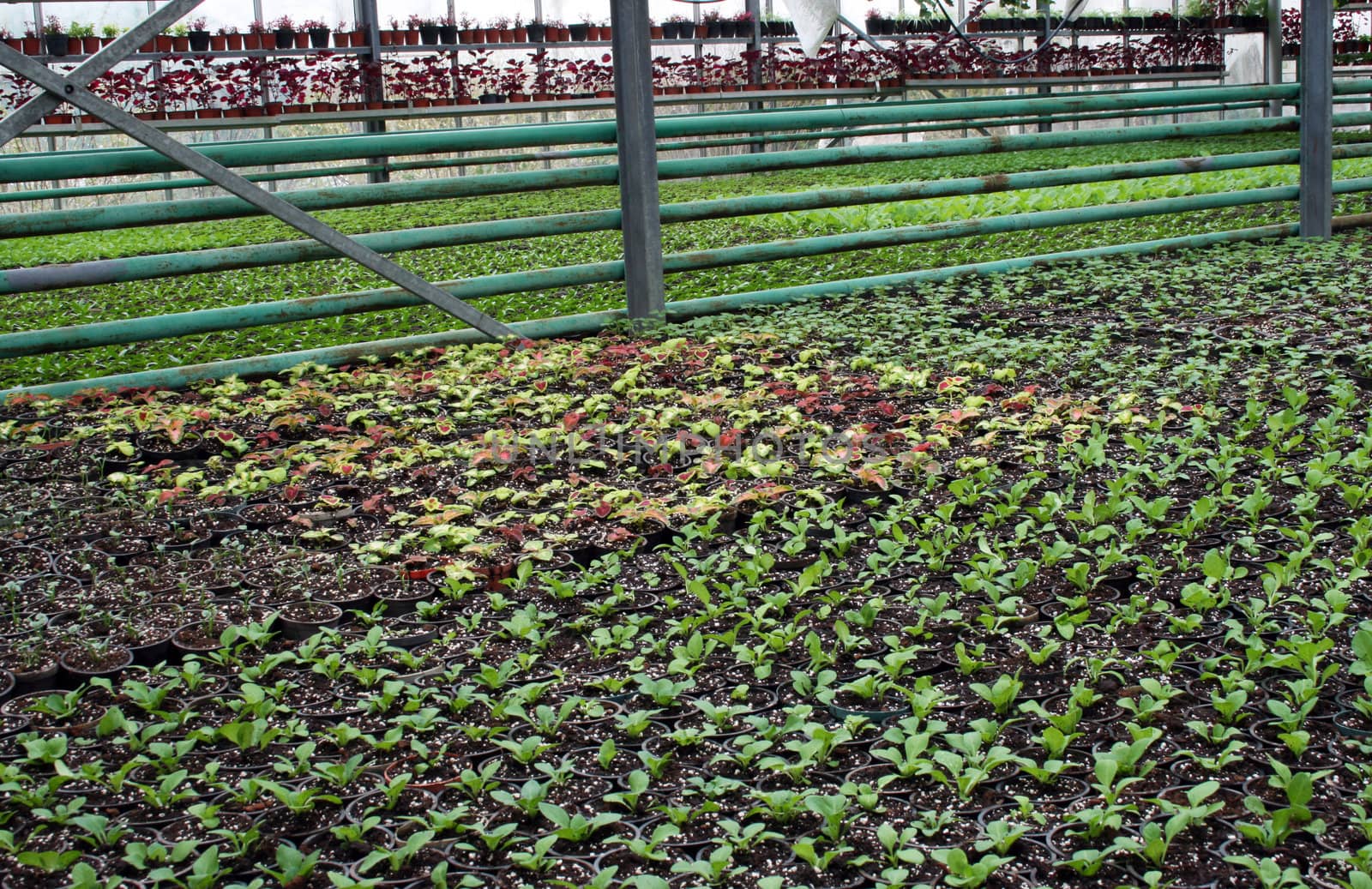 greenhouse production of flowers