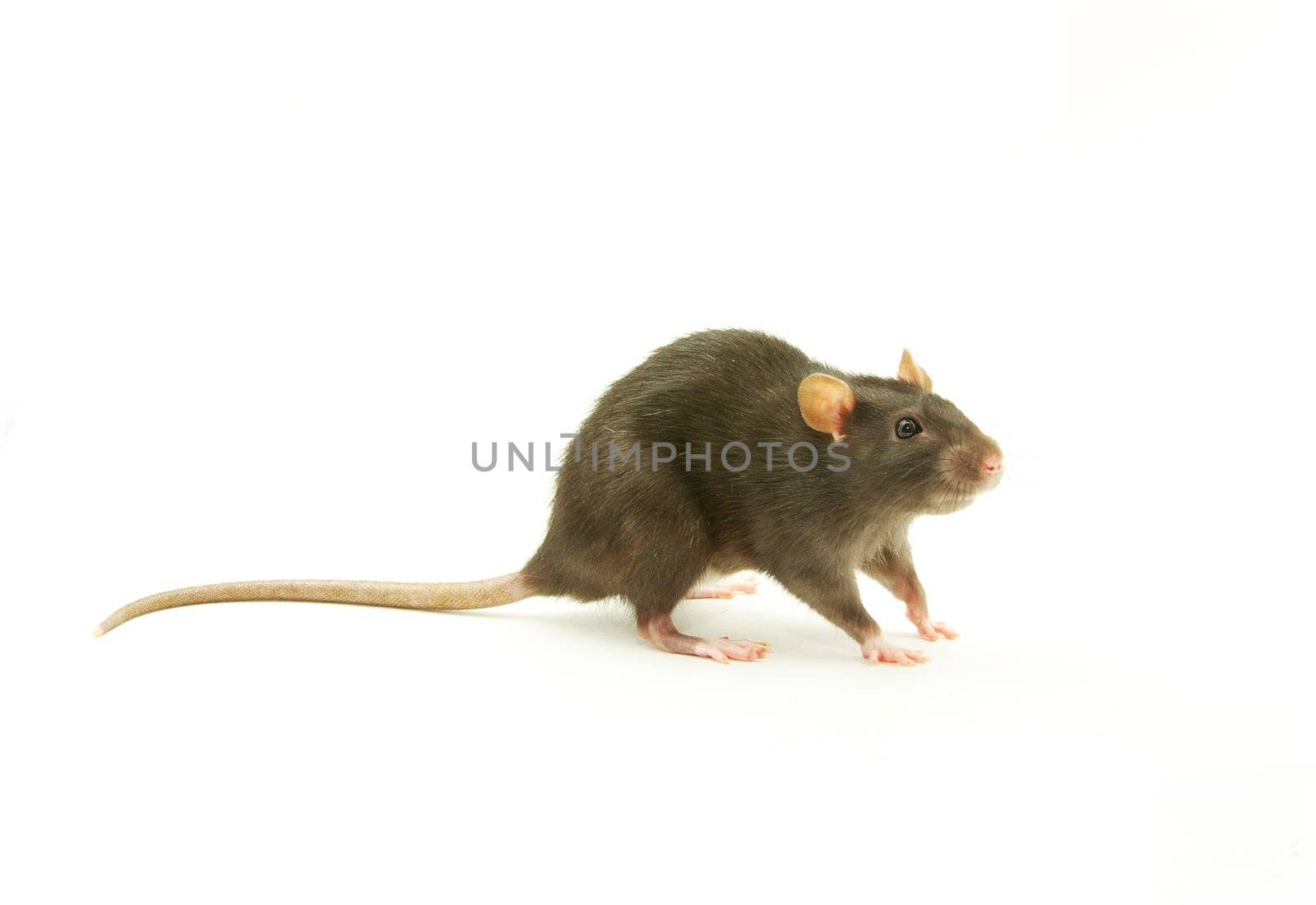 funny rat  isolated on white background