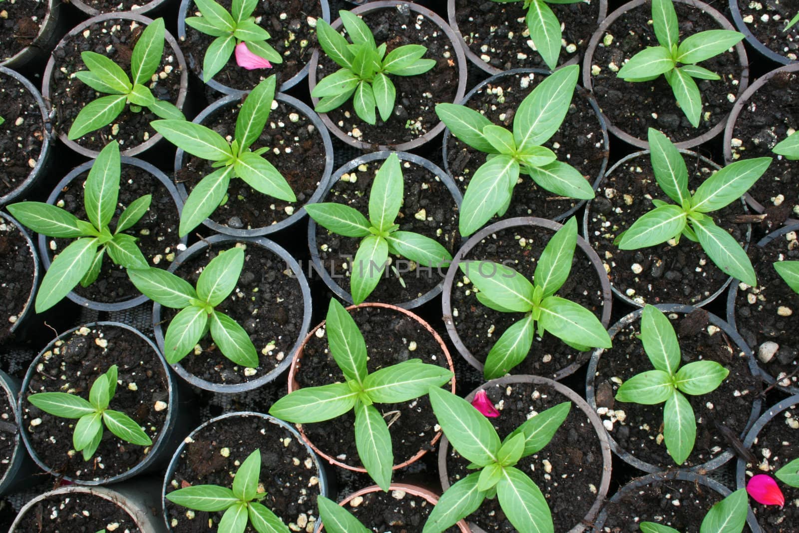 greenhouse production of flowers