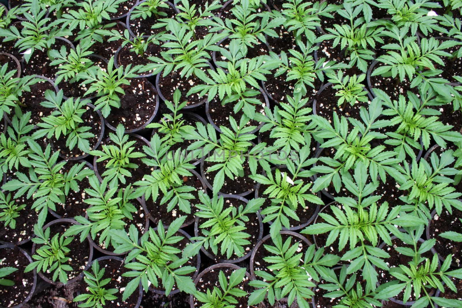 greenhouse production of flowers