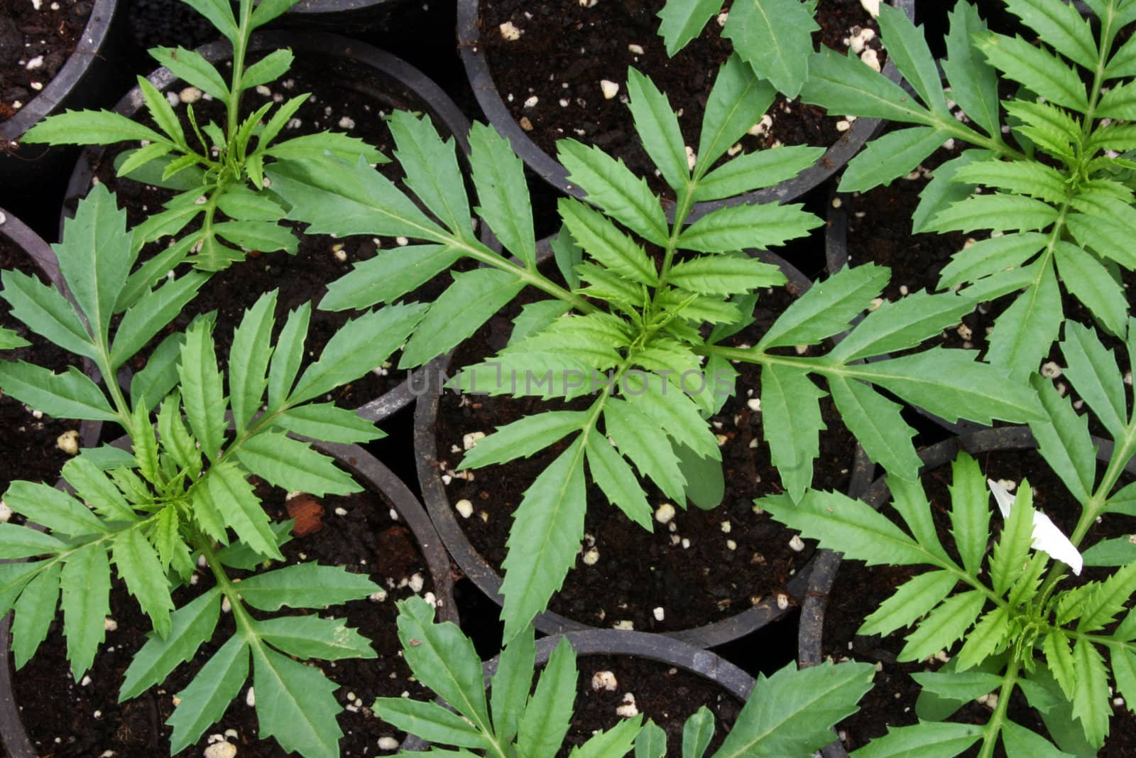 greenhouse production of flowers