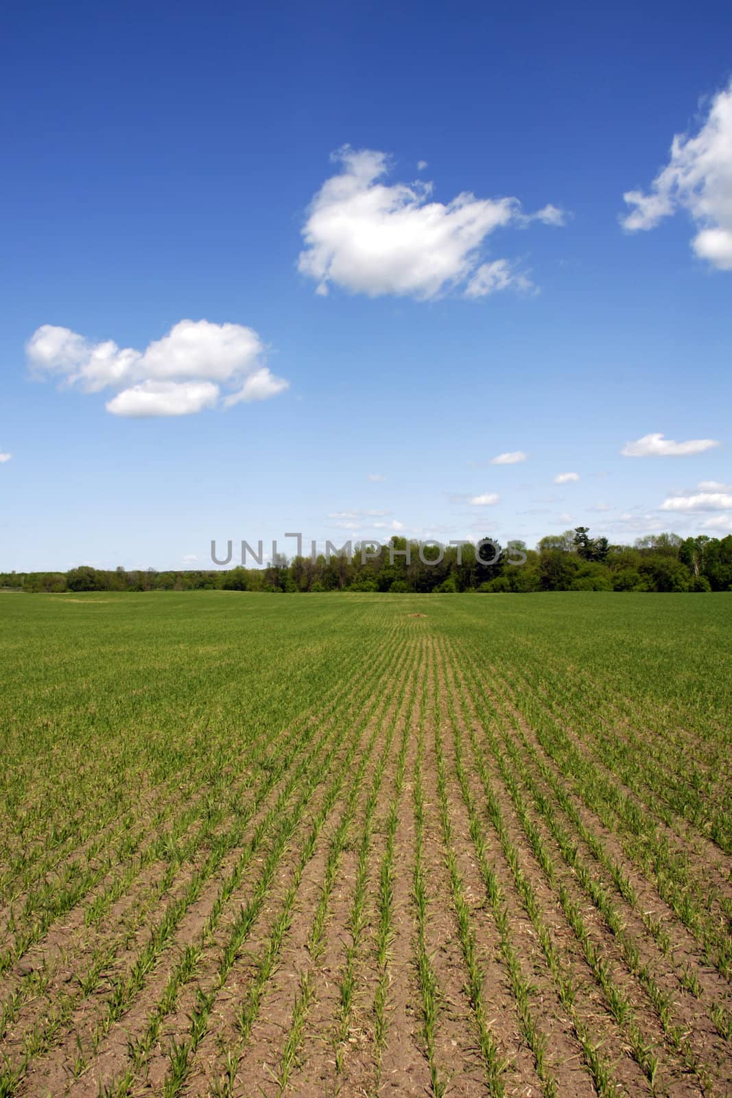 Field with corn seedlings in spring - deep blue sky with wispy white clouds.