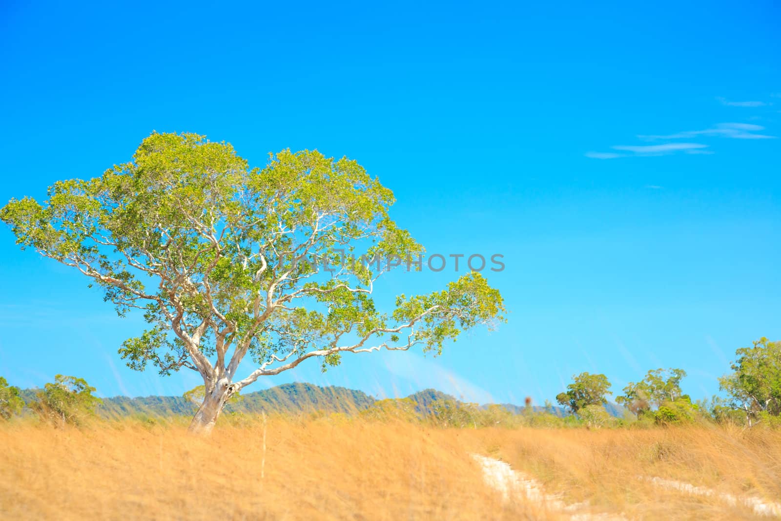 Savannah Landscape in Southern of Thailand near Phuket
