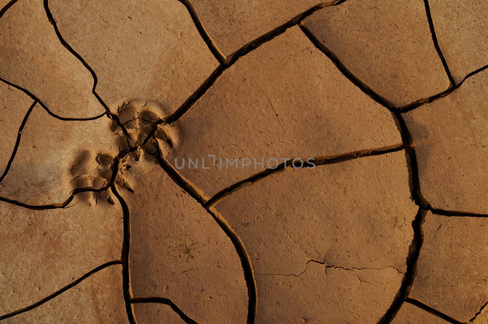 Dry and cracked earth in the desert with animal trace