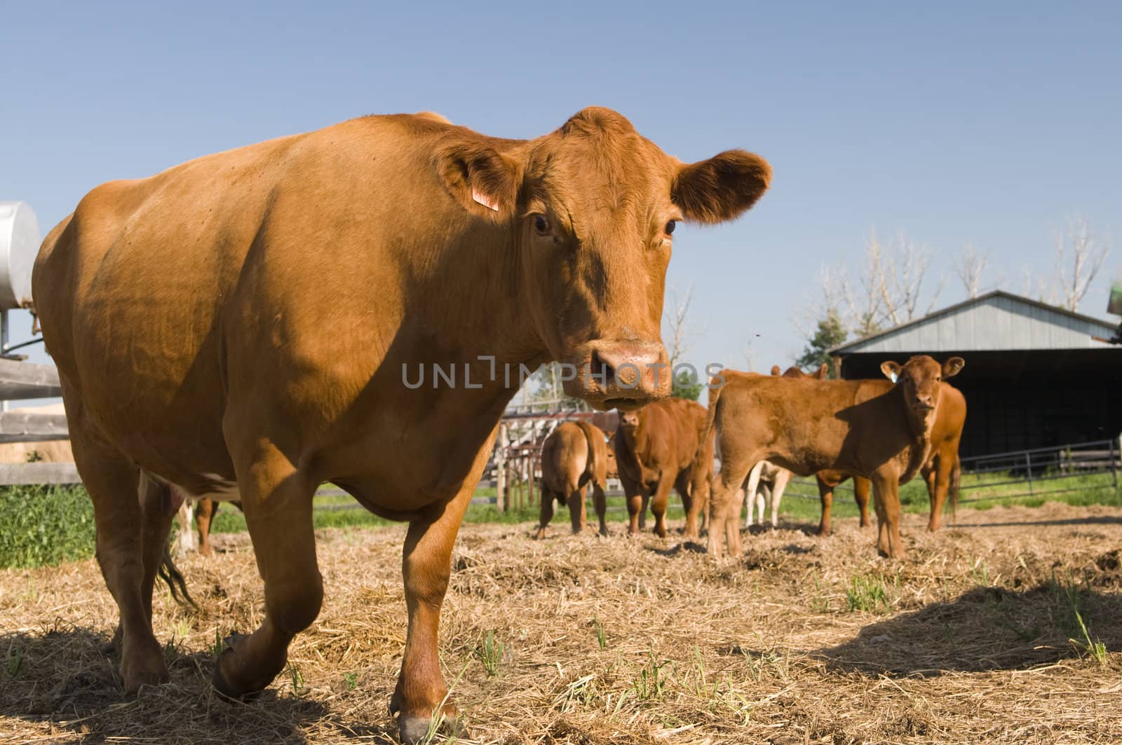 Cows in the pen area of an Alberta beef farm